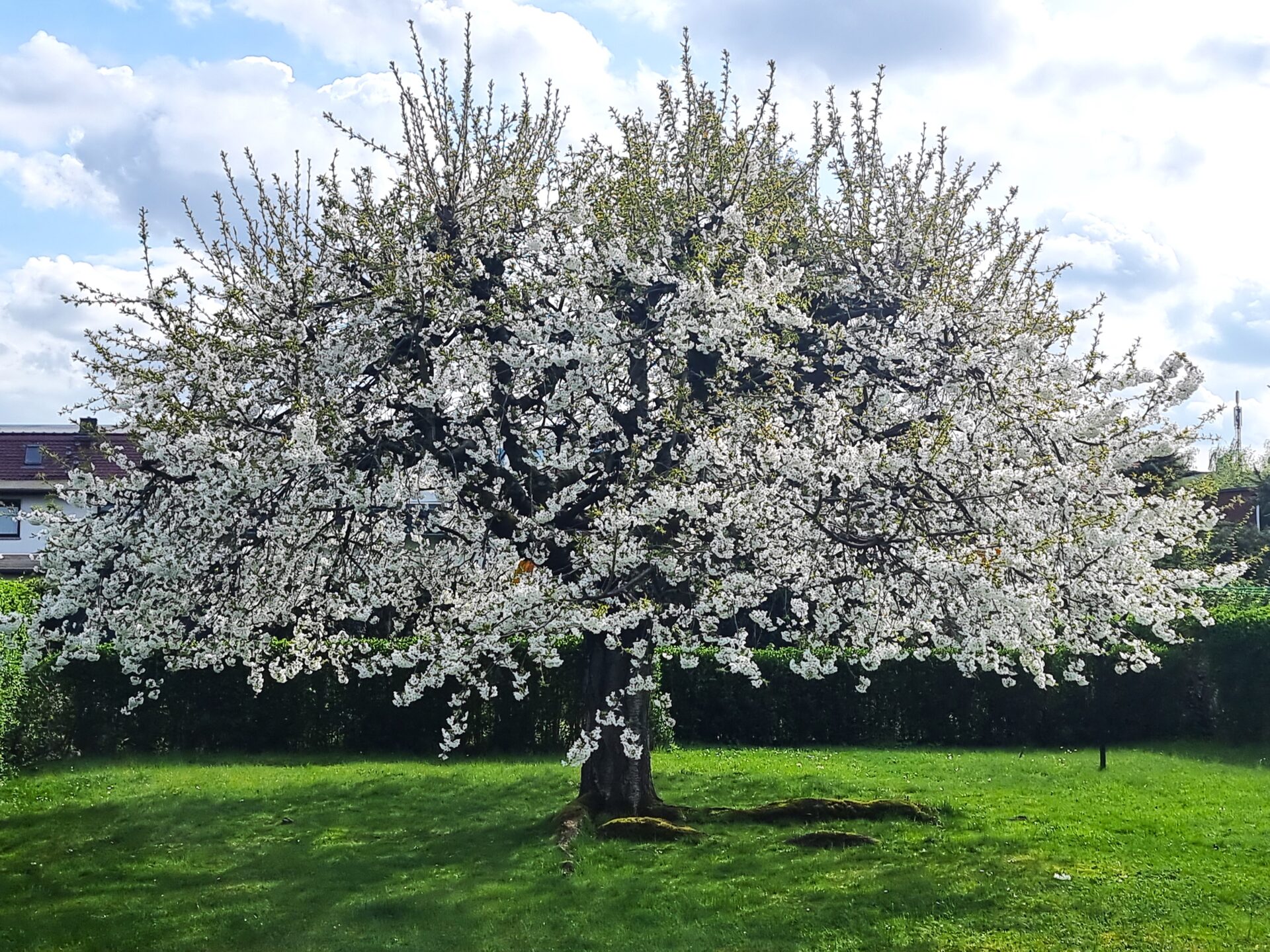 Gartendetail Kirschbaum