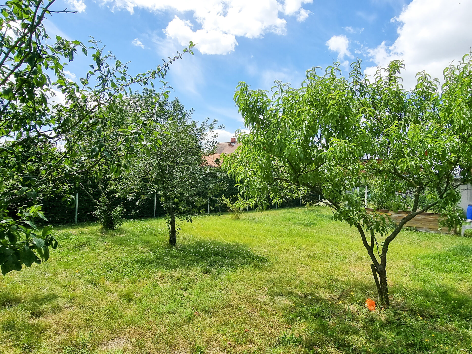 begrünter Garten mit Obst- und Ziergehölzen 