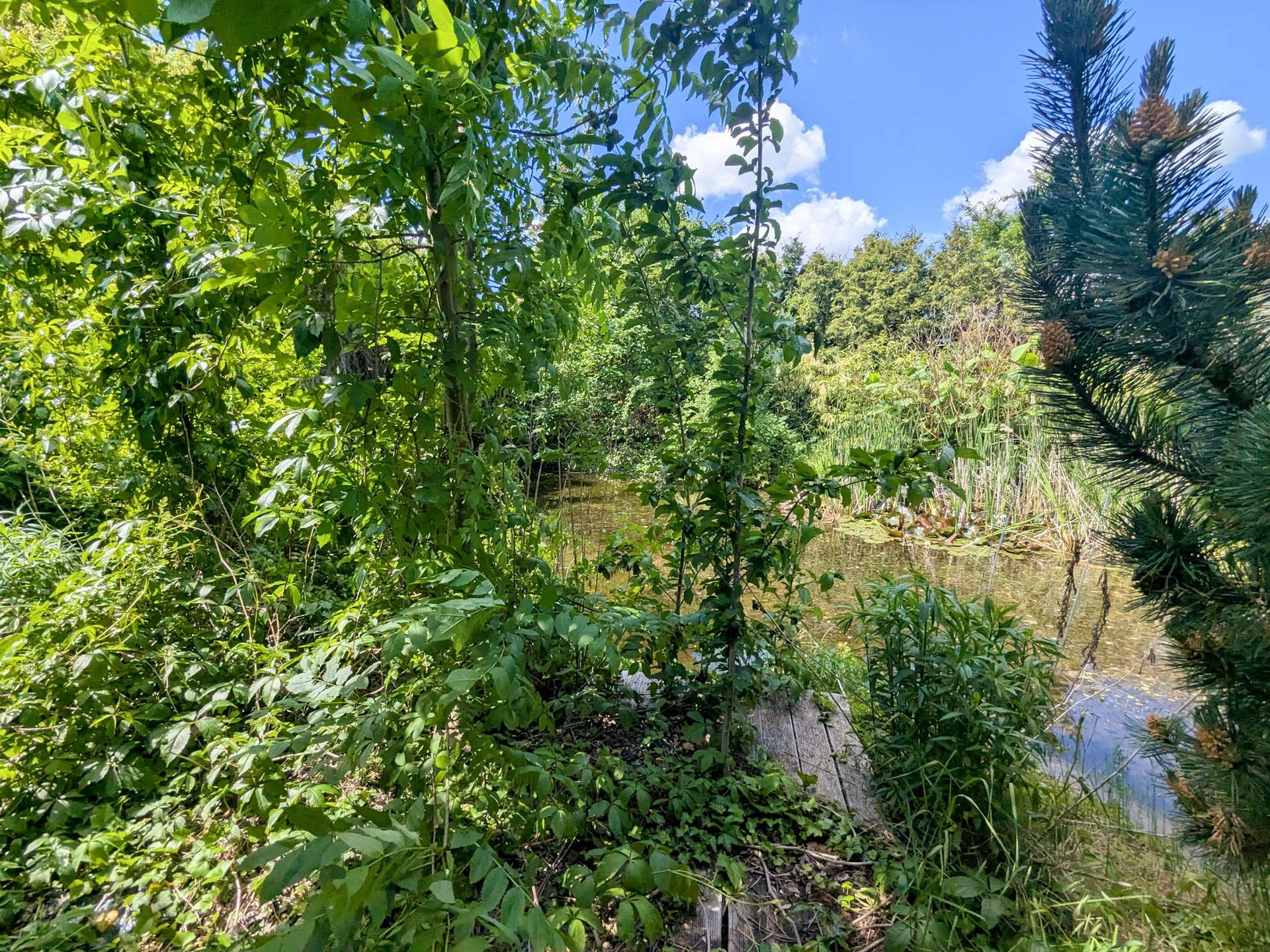 Teich