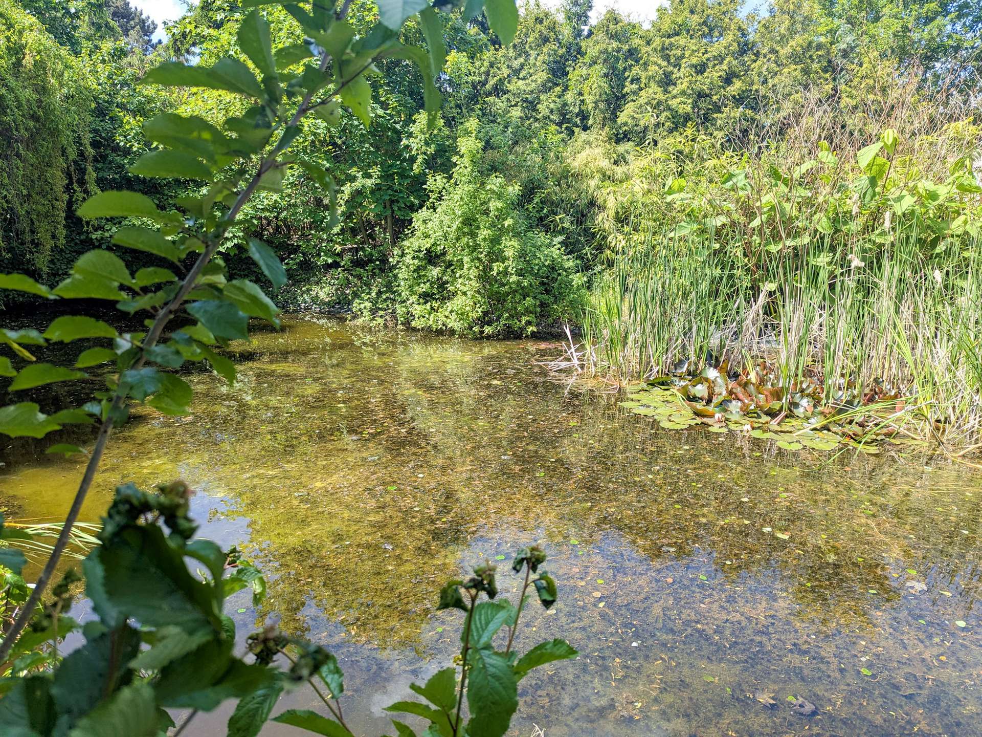 Teich Nahansicht