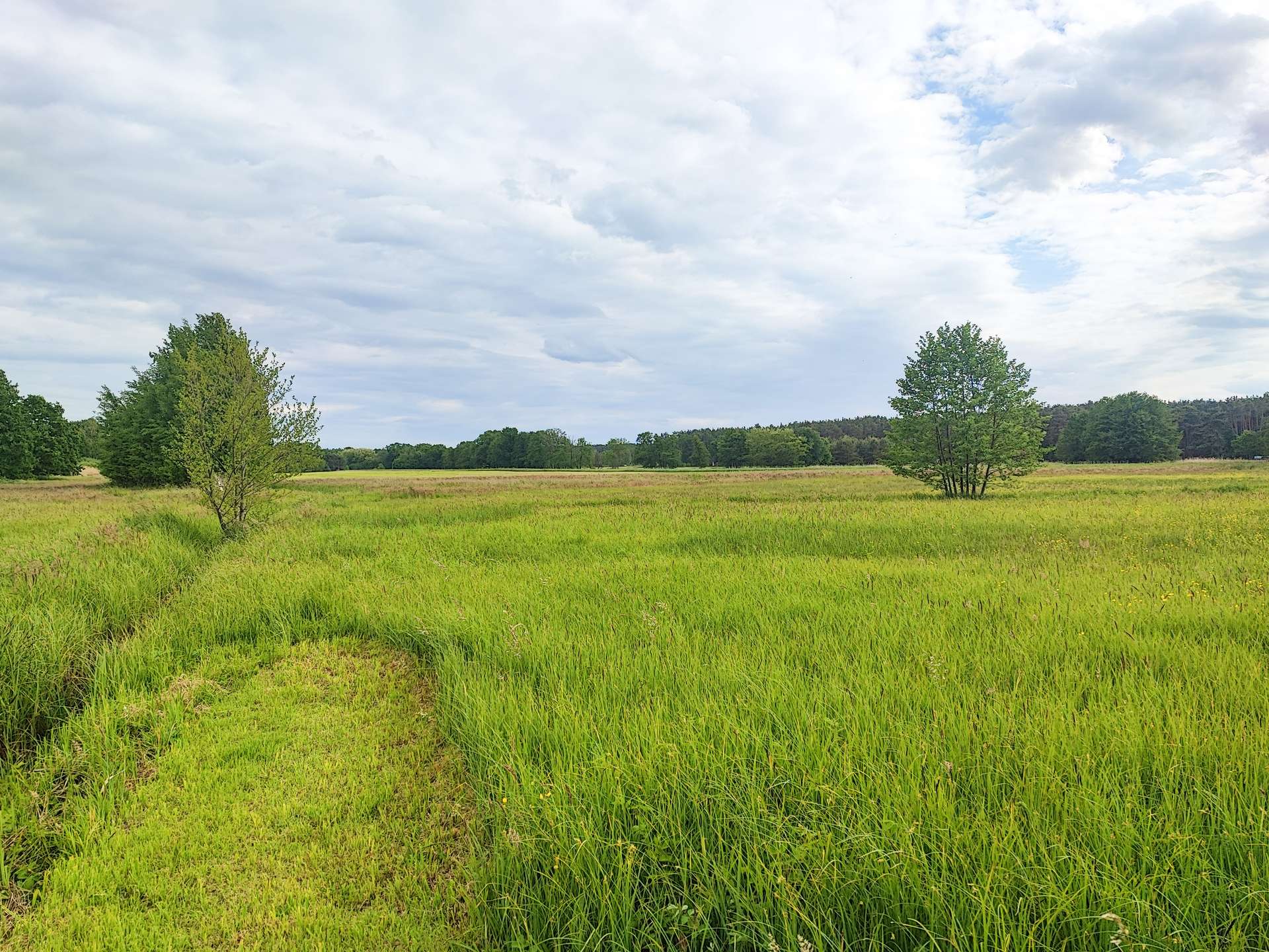 Weidefläche