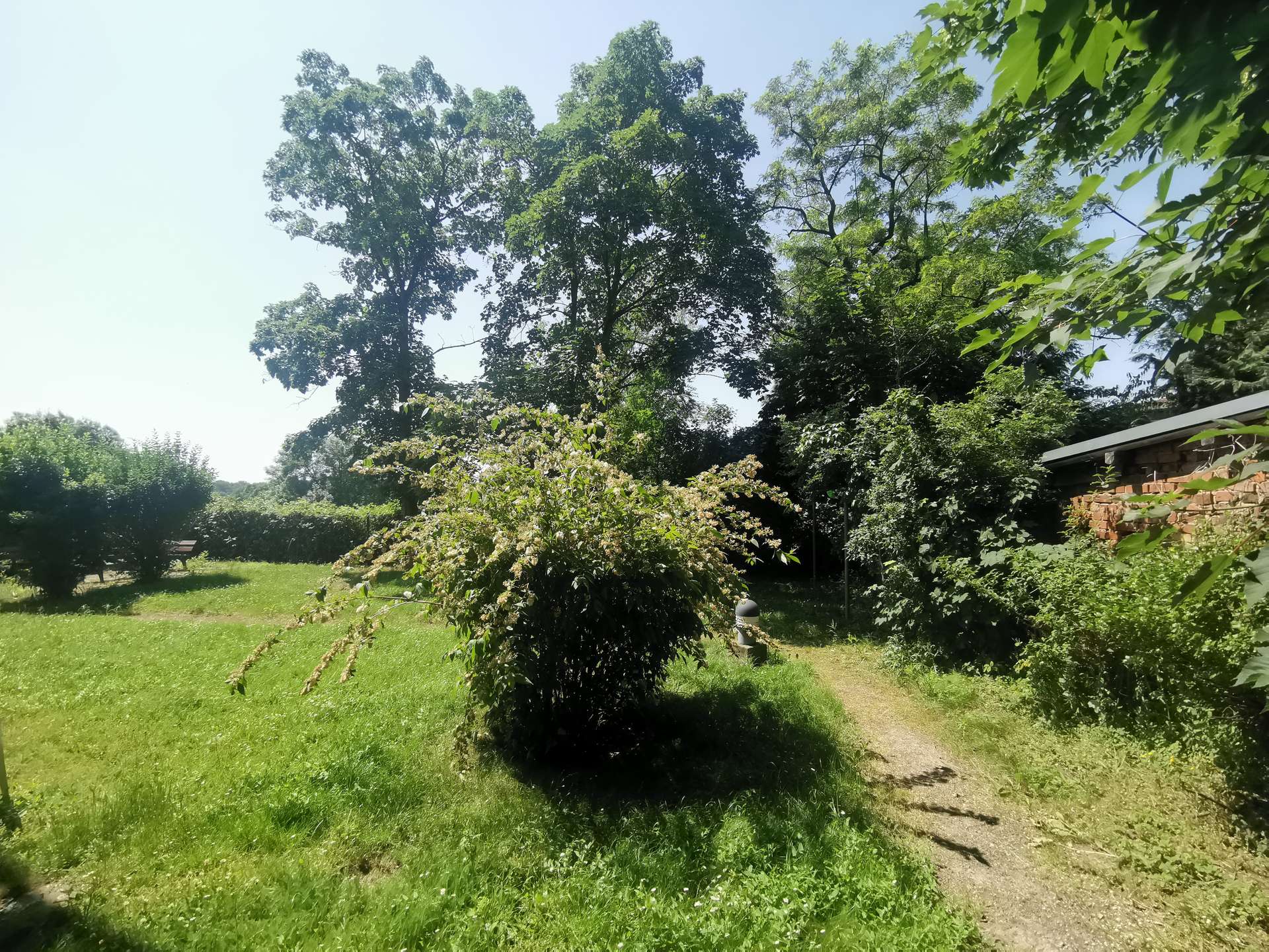 Grüner Hinterhof