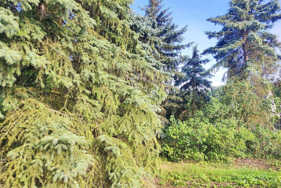 1.442m² bewachsenes Grundstück