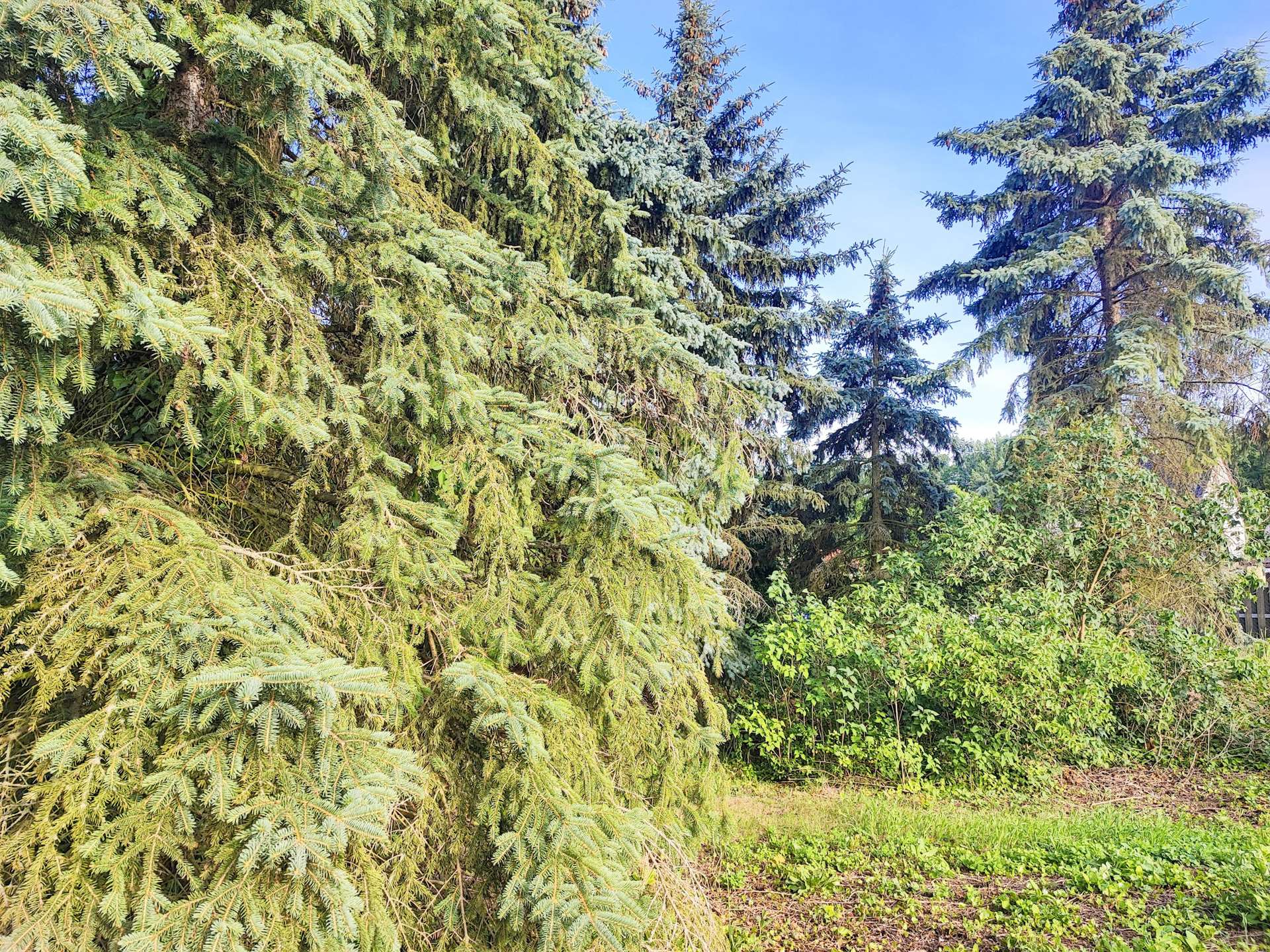 1.442m² bewachsenes Grundstück