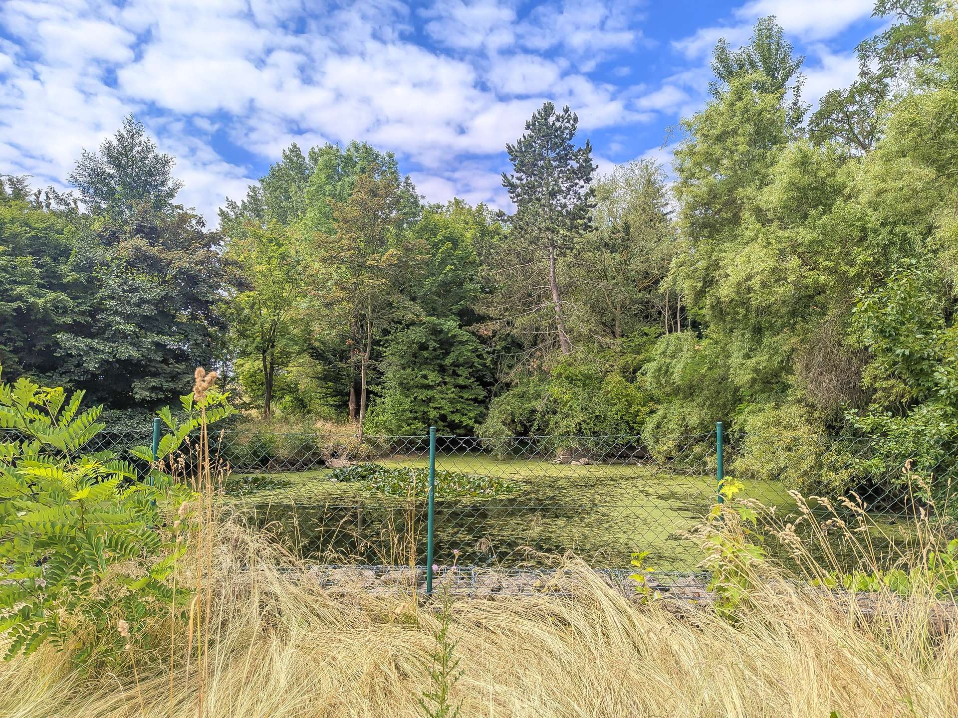 Blick zum Teich