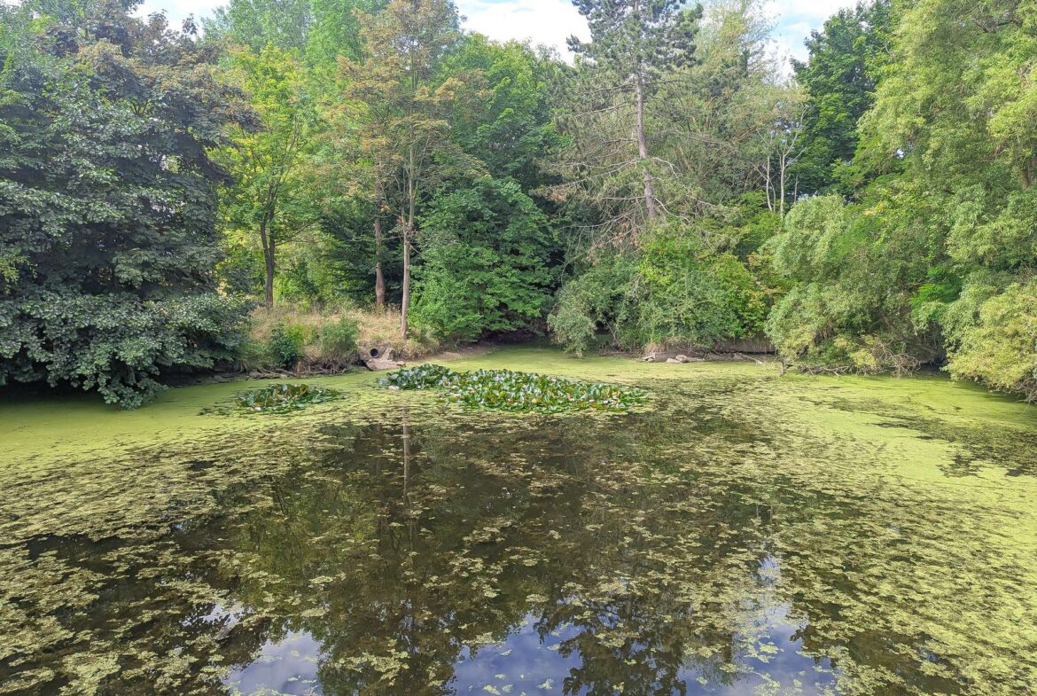 Teich
