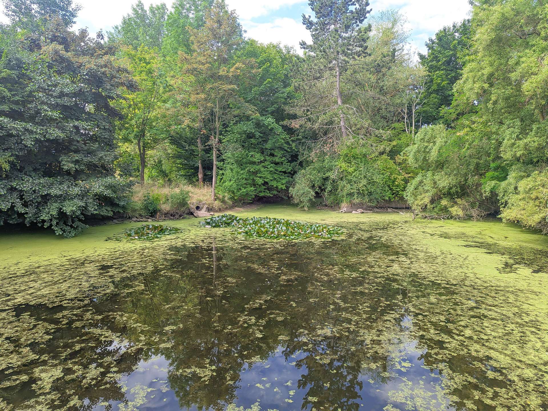 Teich
