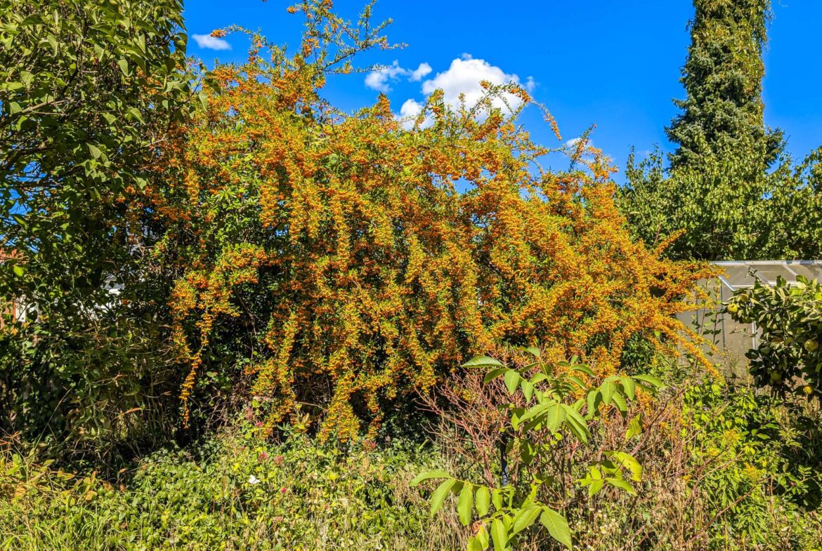 Spätsommer im Garten