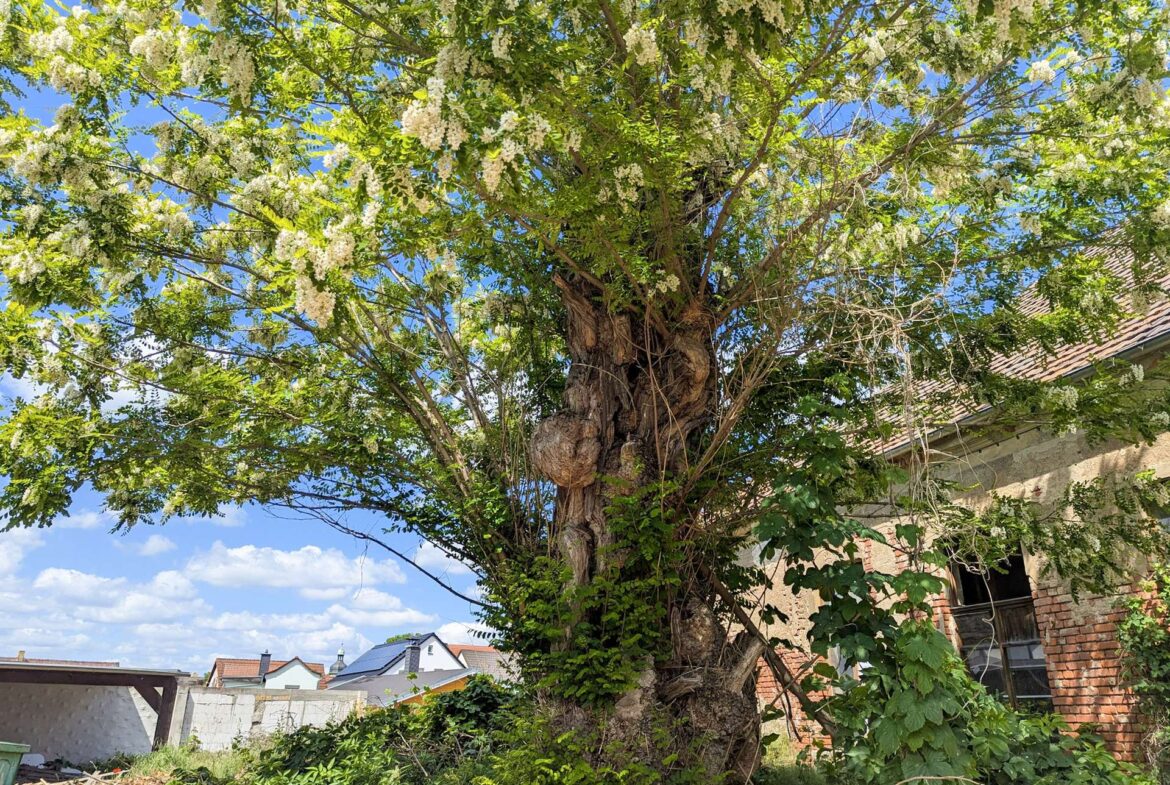 Alter Baum vor der Scheune