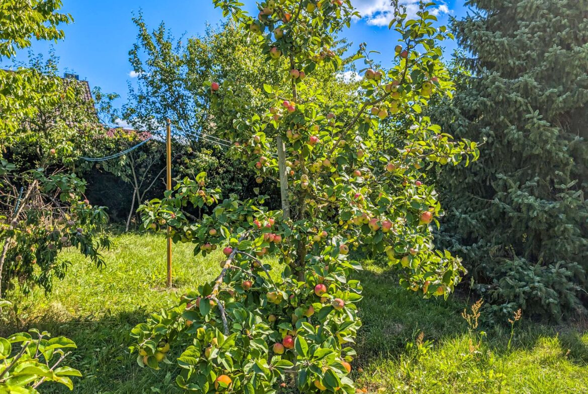 Prallgefüllter Apfelbaum