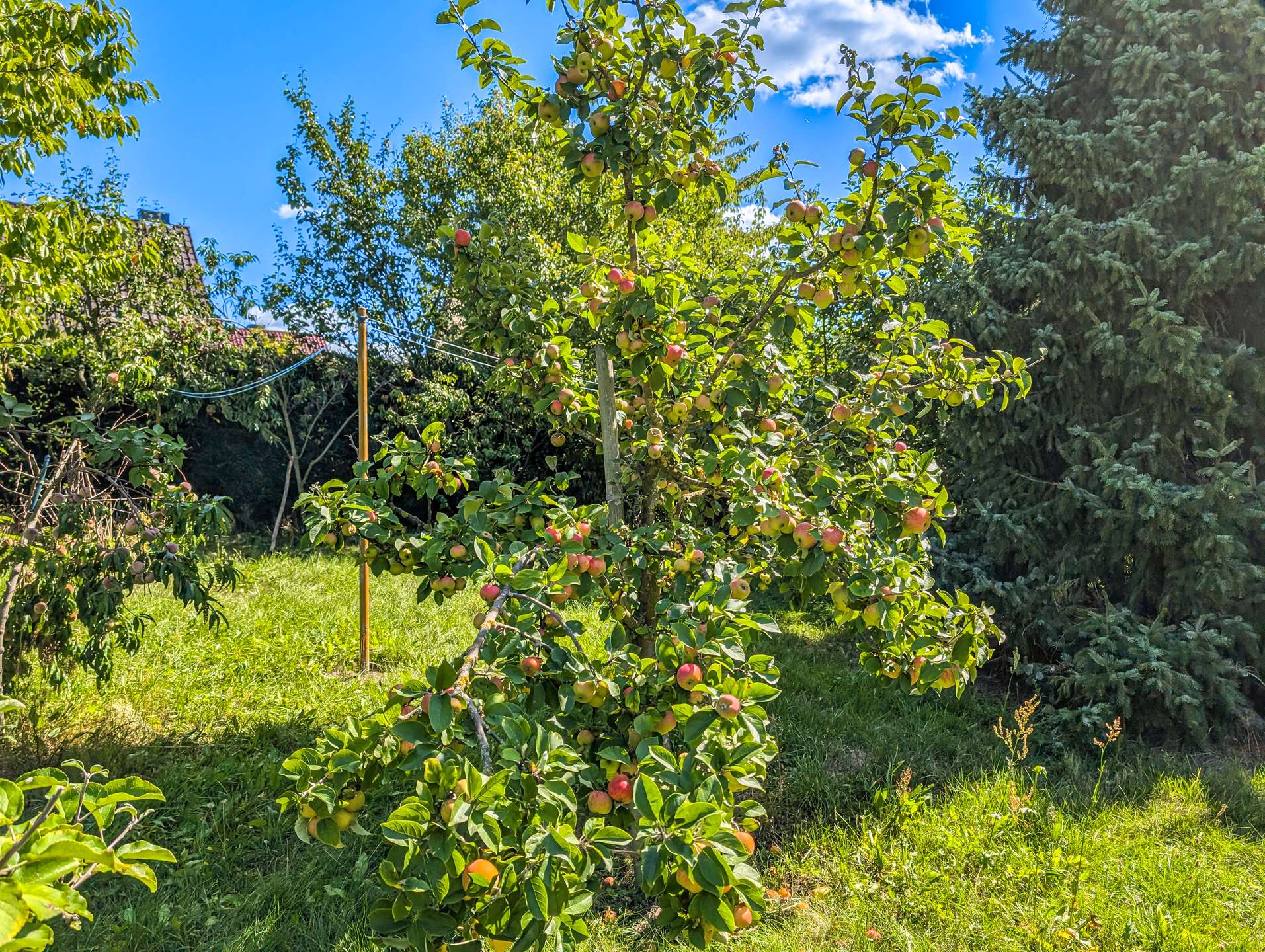 Prallgefüllter Apfelbaum