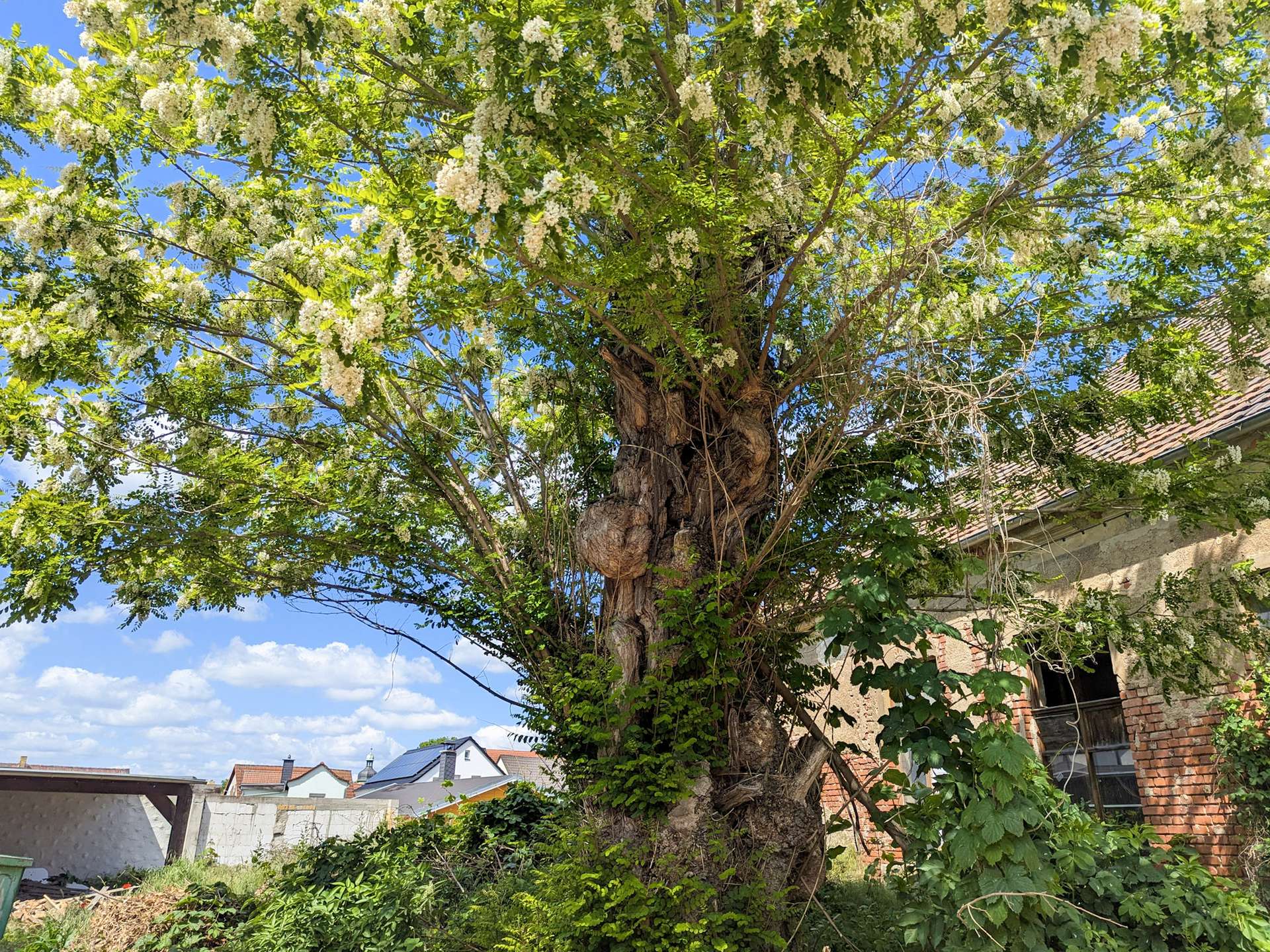Alter Baum vor der Scheune