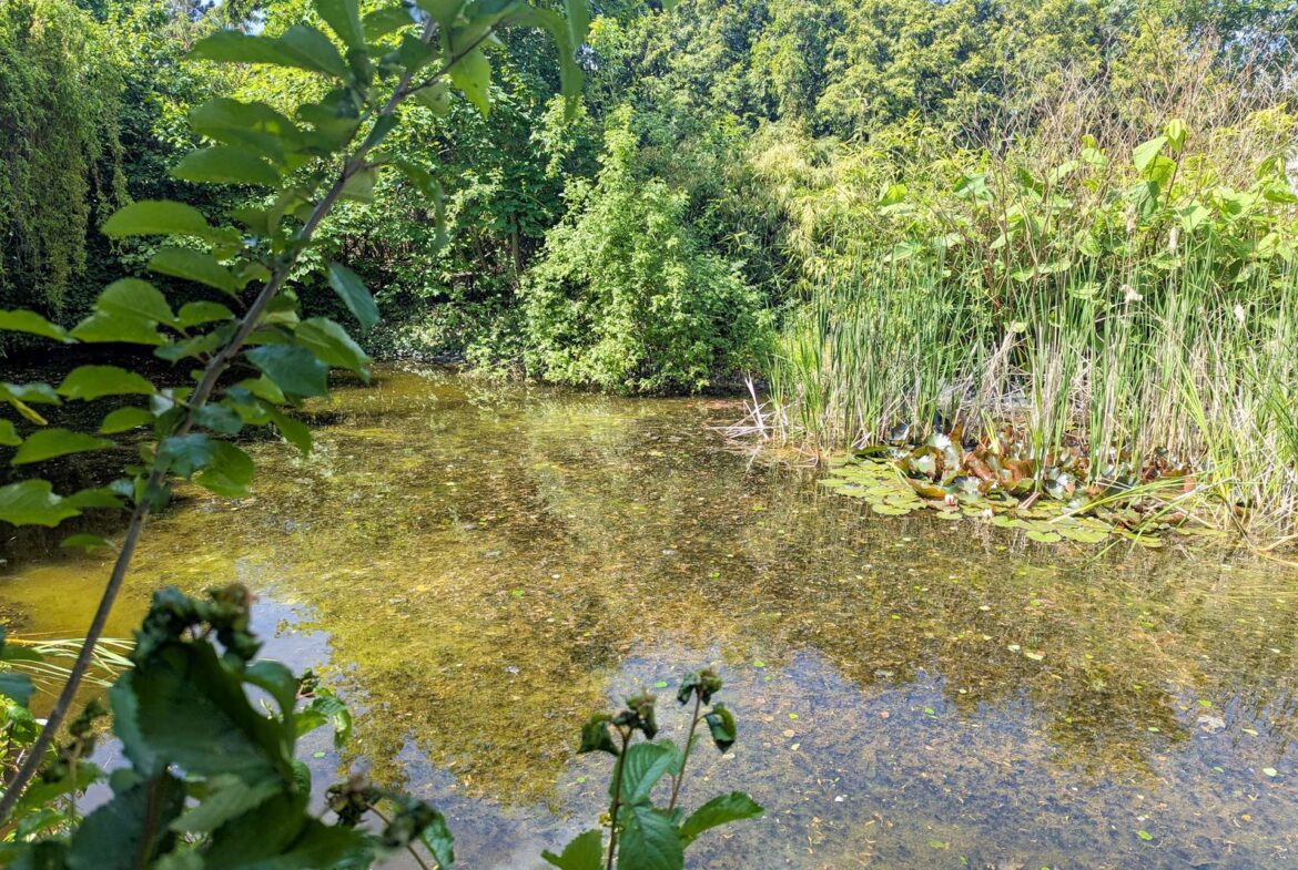 Teich Nahansicht
