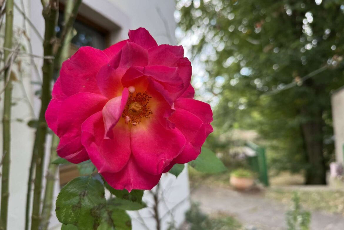 Detailaufnahme rote Rose im Garten