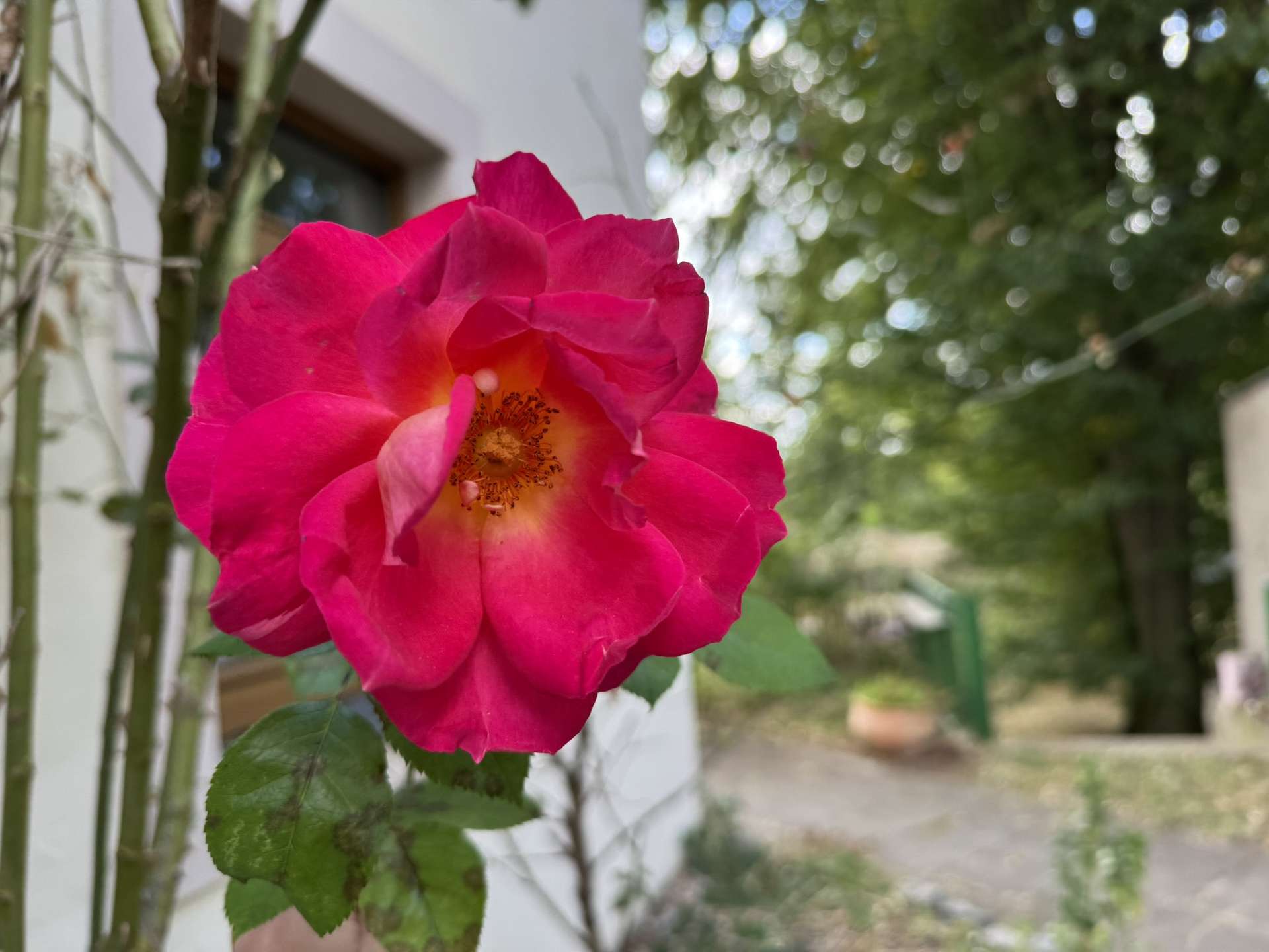 Detailaufnahme rote Rose im Garten