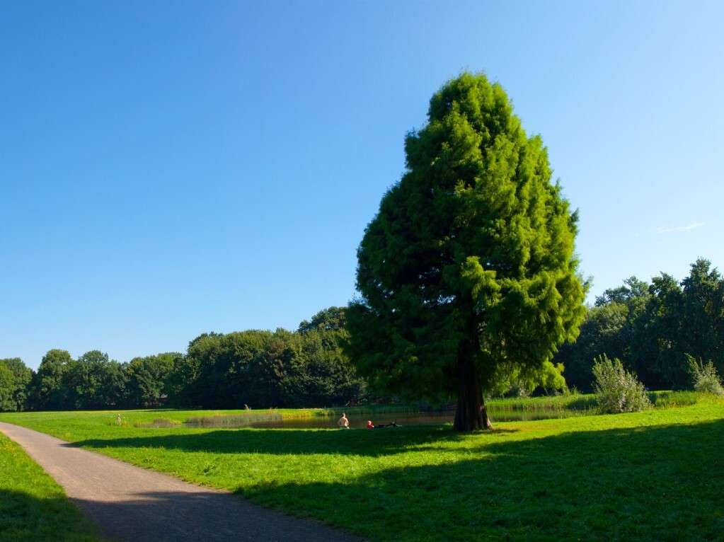 Large green tree beside a winding path in a sunny park with people near a pond in the distance.