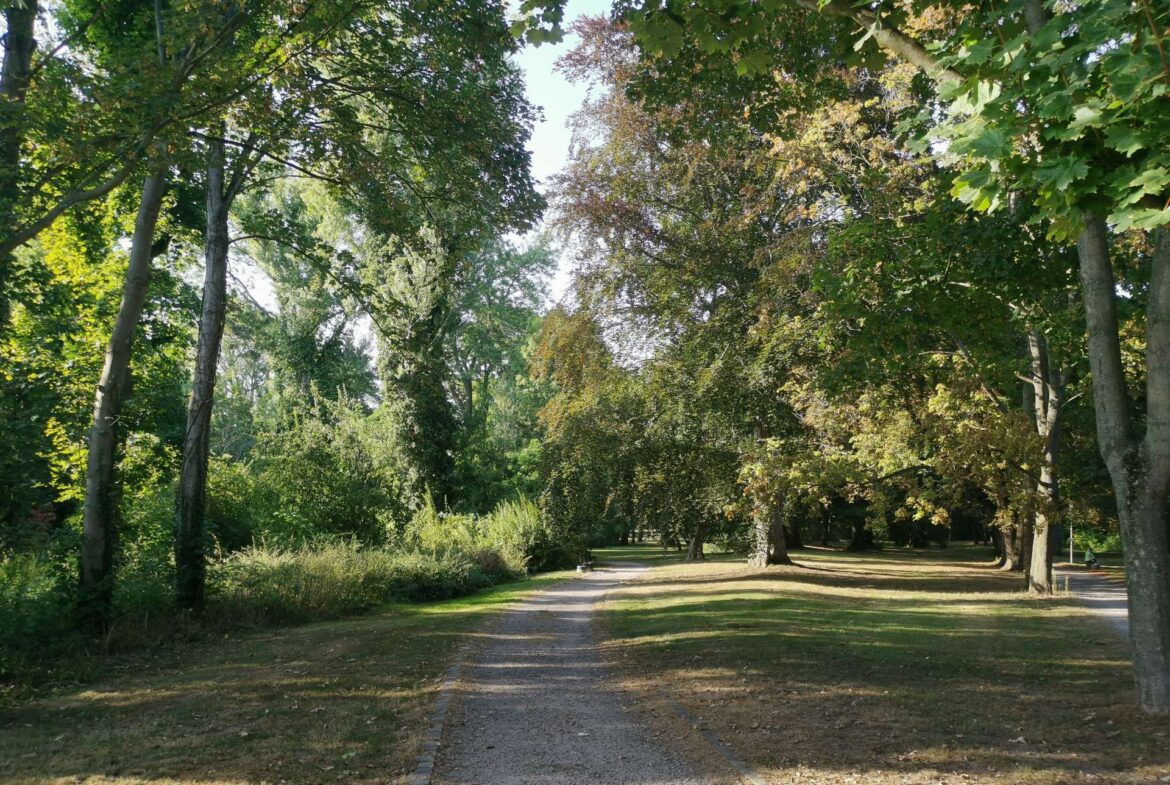 Gravel park path lined with tall green trees on a sunny day in a leafy park.