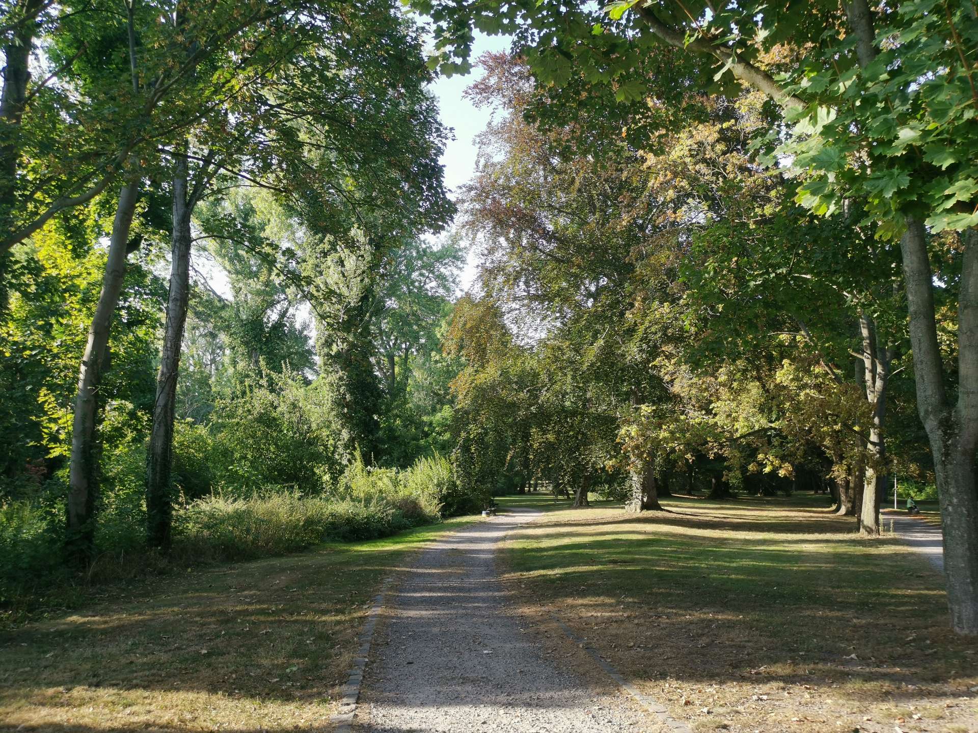 Gravel park path lined with tall green trees on a sunny day in a leafy park.