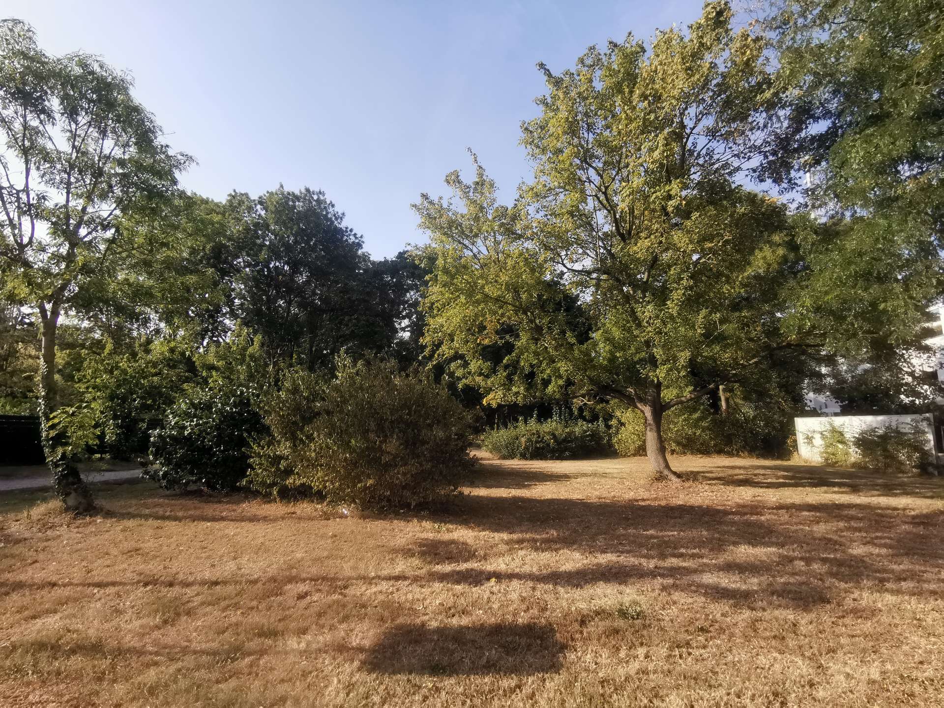 Park scene with tall green trees, dry brown grass, and a clear blue sky.