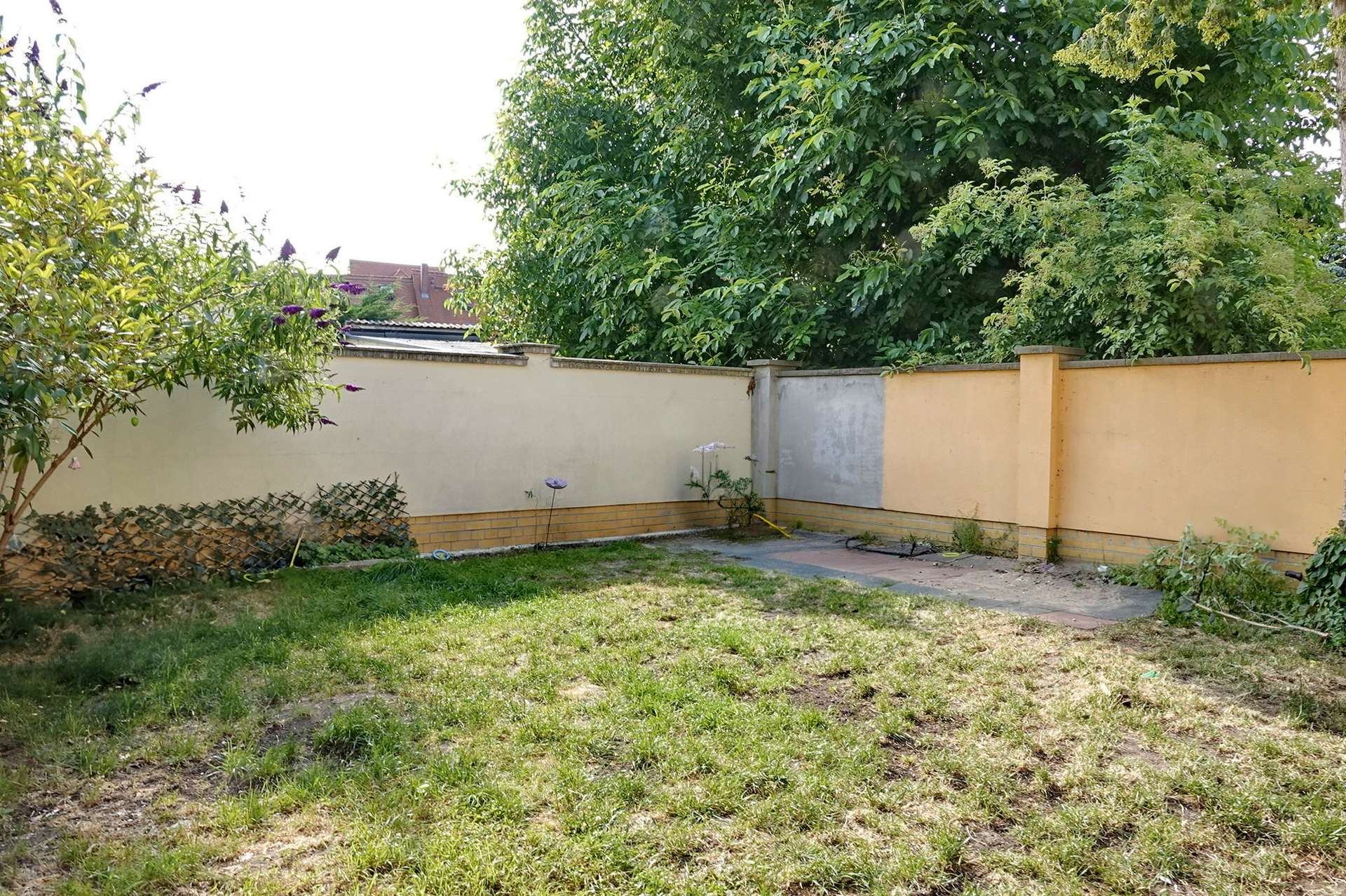 Backyard with a tall leafy tree and beige boundary wall; grass is patchy with scattered weeds and a small paved area nearby.