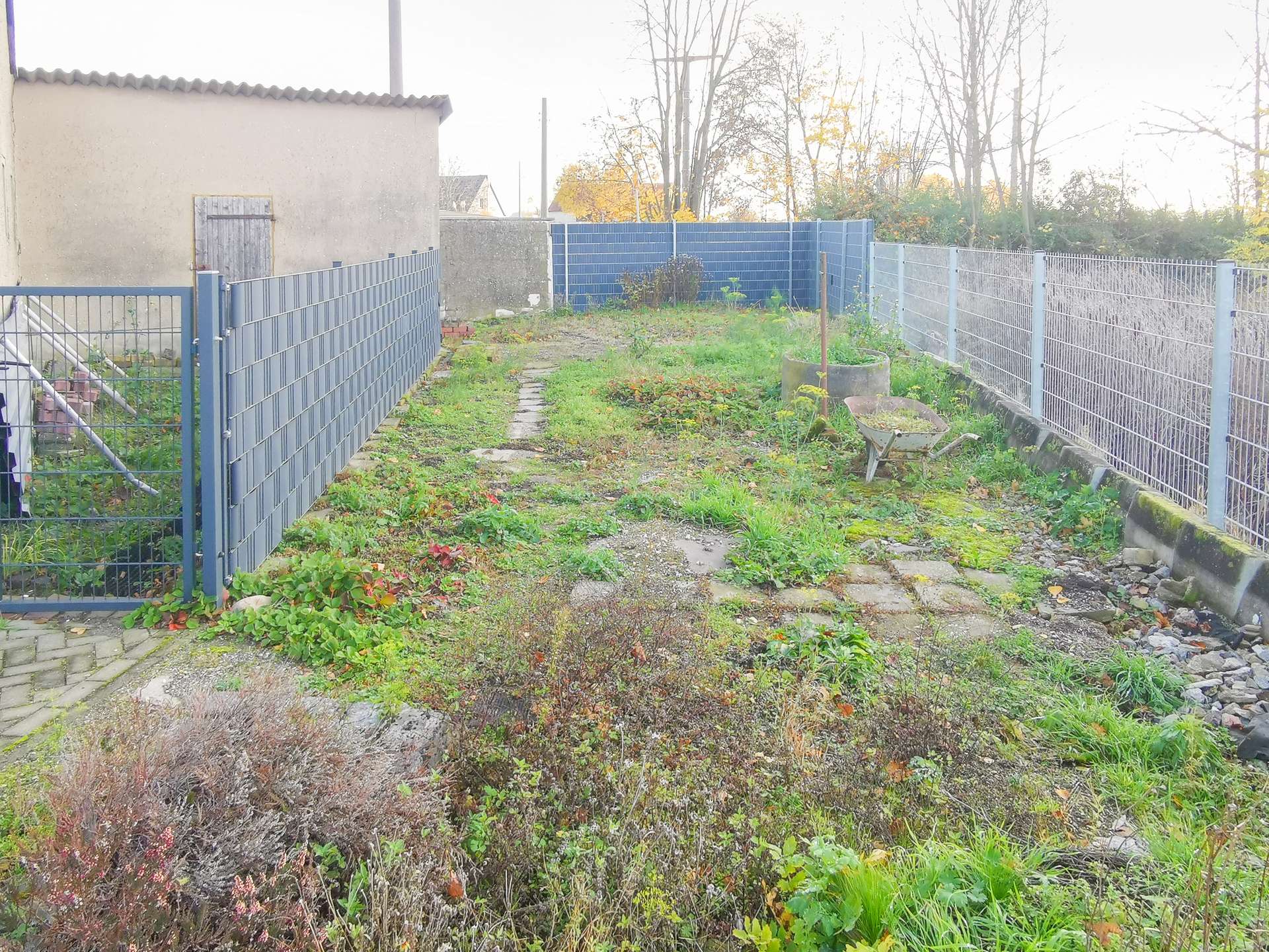 Backyard with blue metal fences on both sides, a stone path, and overgrown plants; wheelbarrow in the foreground.