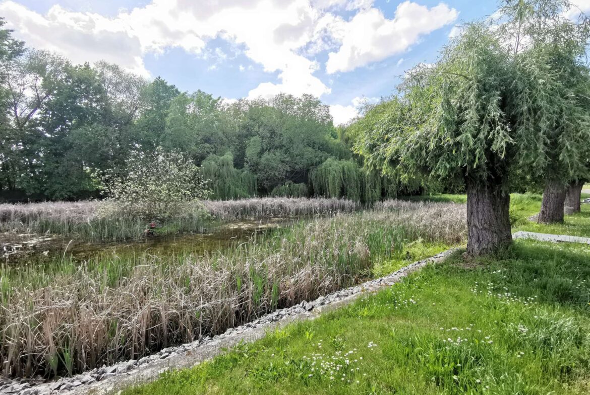 Pond edged by tall reeds and green grass, with willow-like trees and a bright blue sky with white clouds in a park setting.