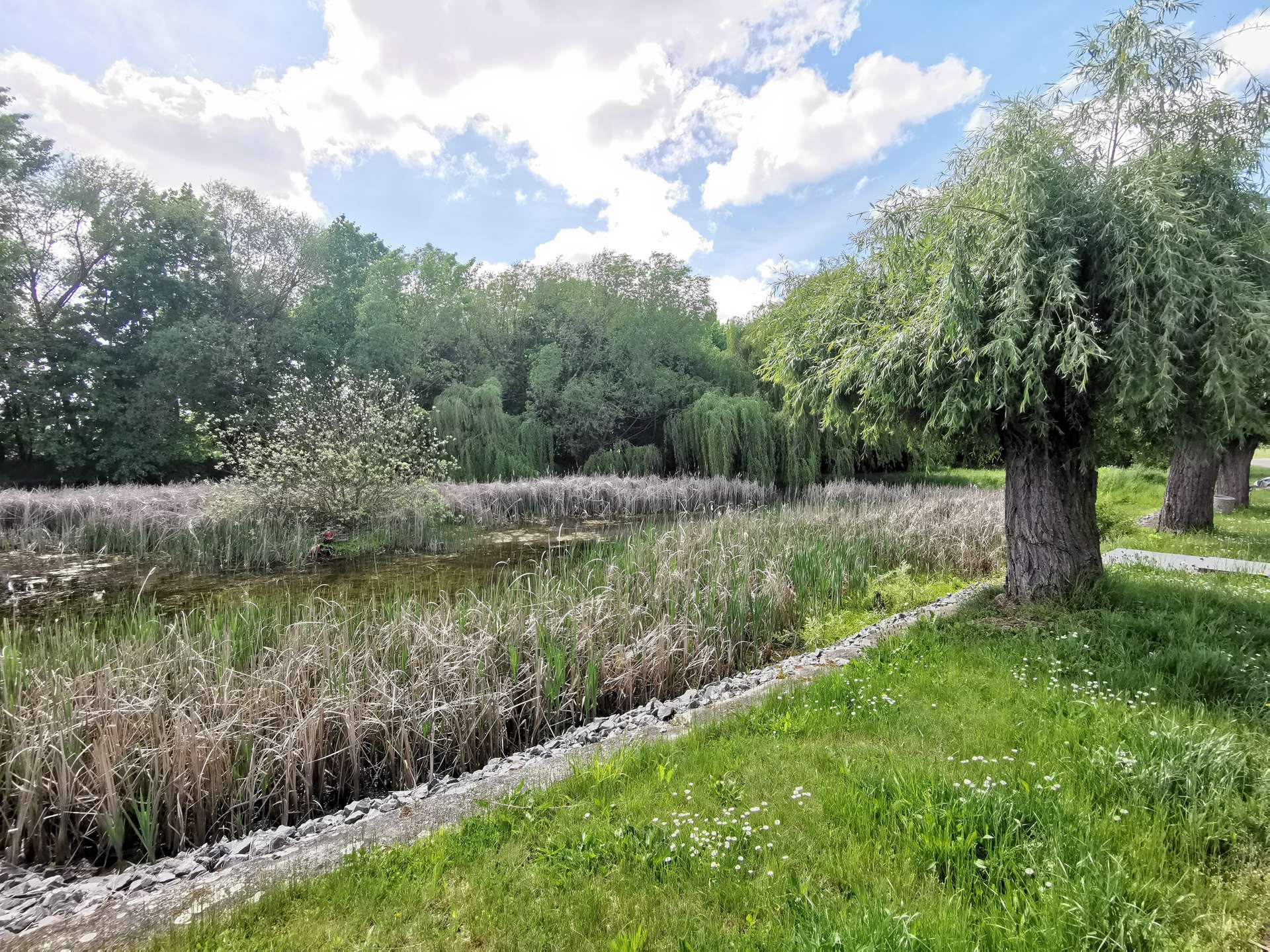 Pond edged by tall reeds and green grass, with willow-like trees and a bright blue sky with white clouds in a park setting.