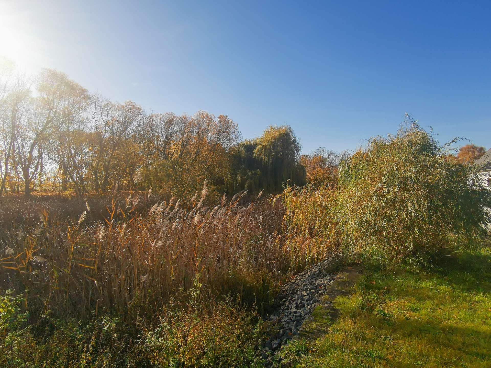 Sunlit autumn landscape with tall grasses in the foreground, orange leaves on trees, and a clear blue sky to the right, sun glare on the left.