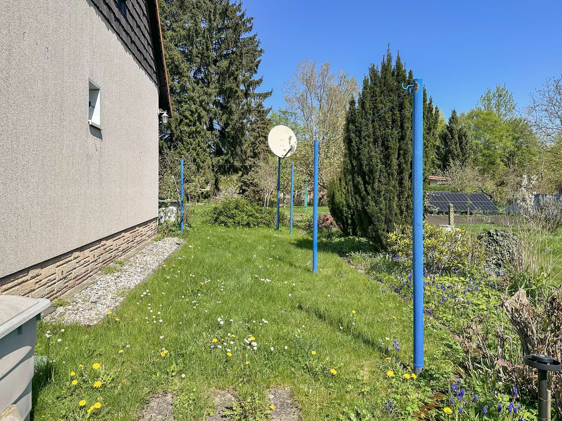 Backyard beside a beige house with a satellite dish on a blue post, green lawn, and scattered spring flowers with trees in the background as a sunny day scene.