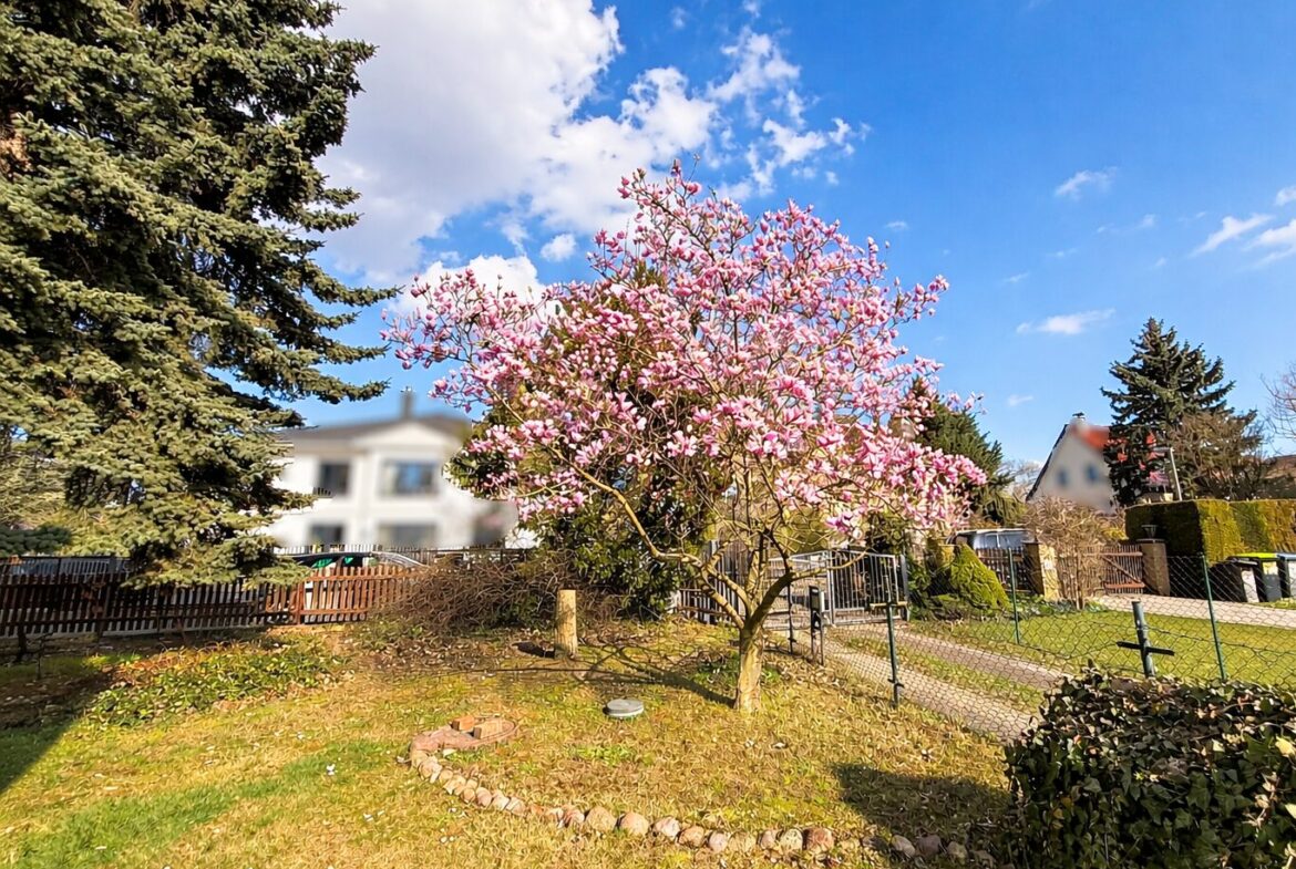 wunderschöner Magnolienbaum