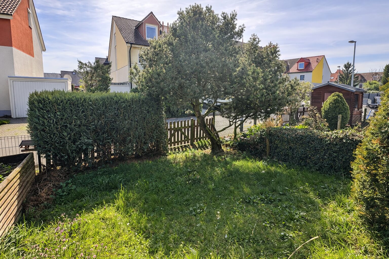 Overgrown backyard with tall hedges, a central tree, and a wooden fence in a suburban street environment.