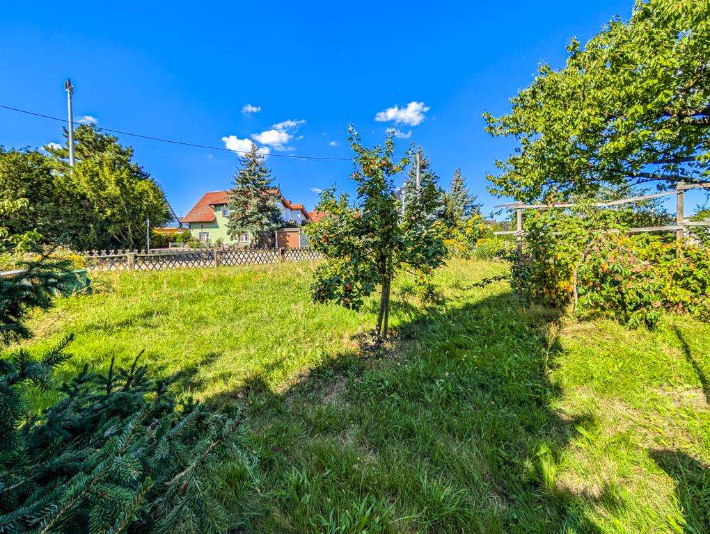 Sunny suburban backyard with a green lawn, several trees, and a wooden fence; a house with a red roof in the background under a blue sky.