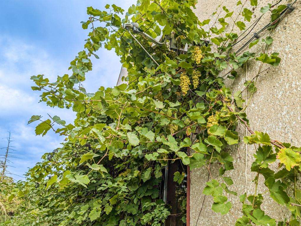 Grapevine with green leaves and hanging grape clusters climbing a rough exterior wall under a blue sky.