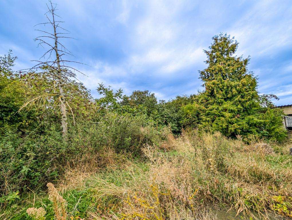 Overgrown yard with tall grasses, shrubs, and a dead, leafless tree on the left; blue sky above.