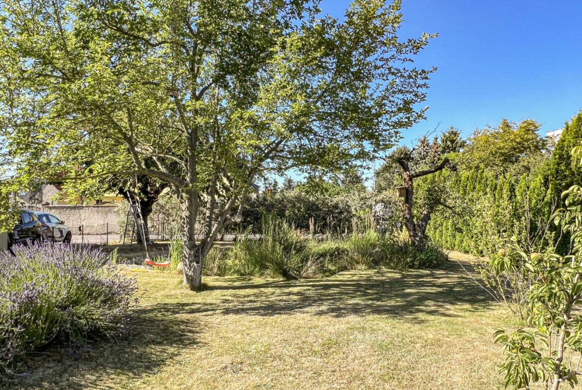 Backyard with a large tree, sunlit lawn, lavender in the foreground, and a fence with parked cars on the left.