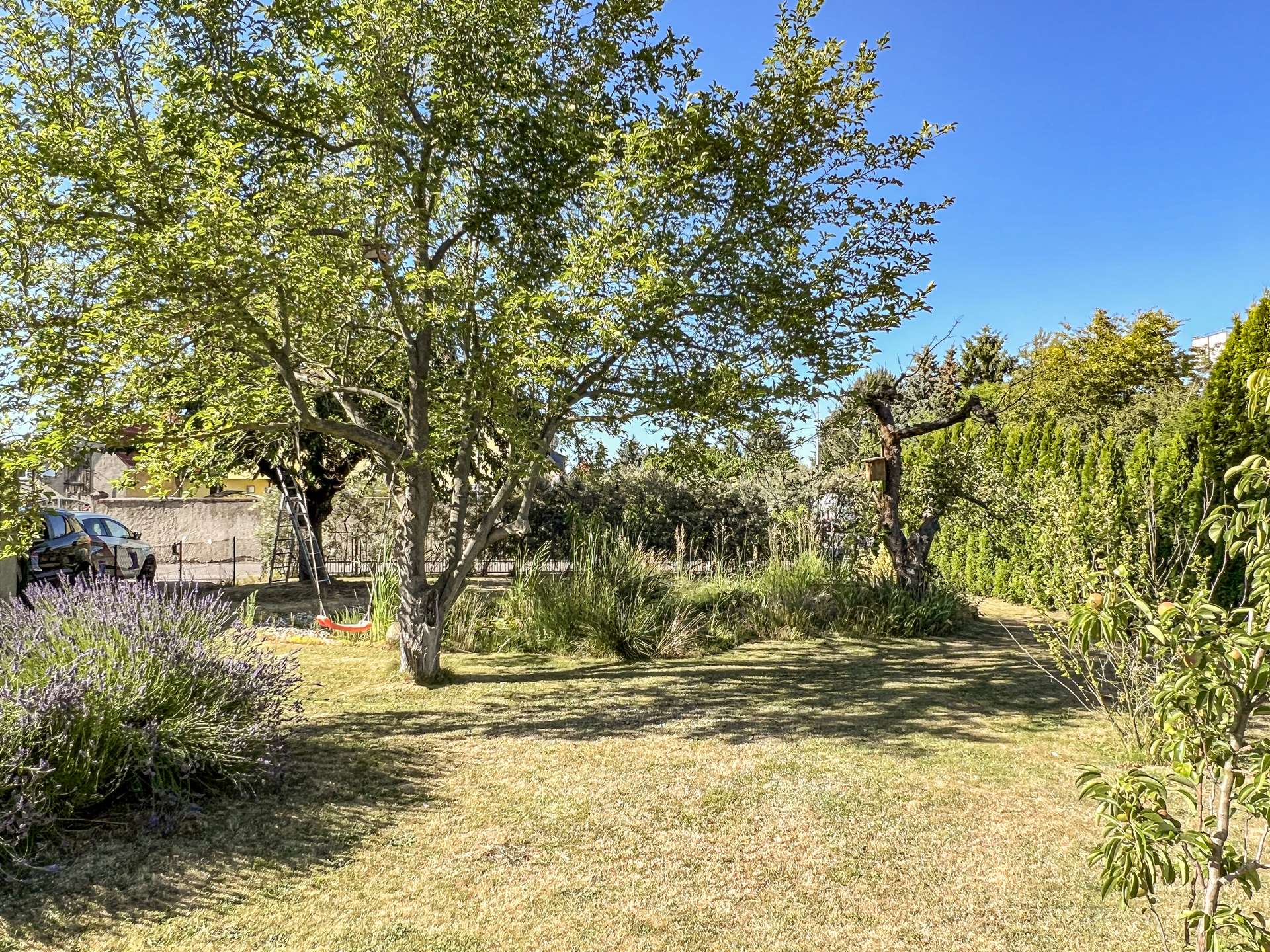 Backyard with a large tree, sunlit lawn, lavender in the foreground, and a fence with parked cars on the left.