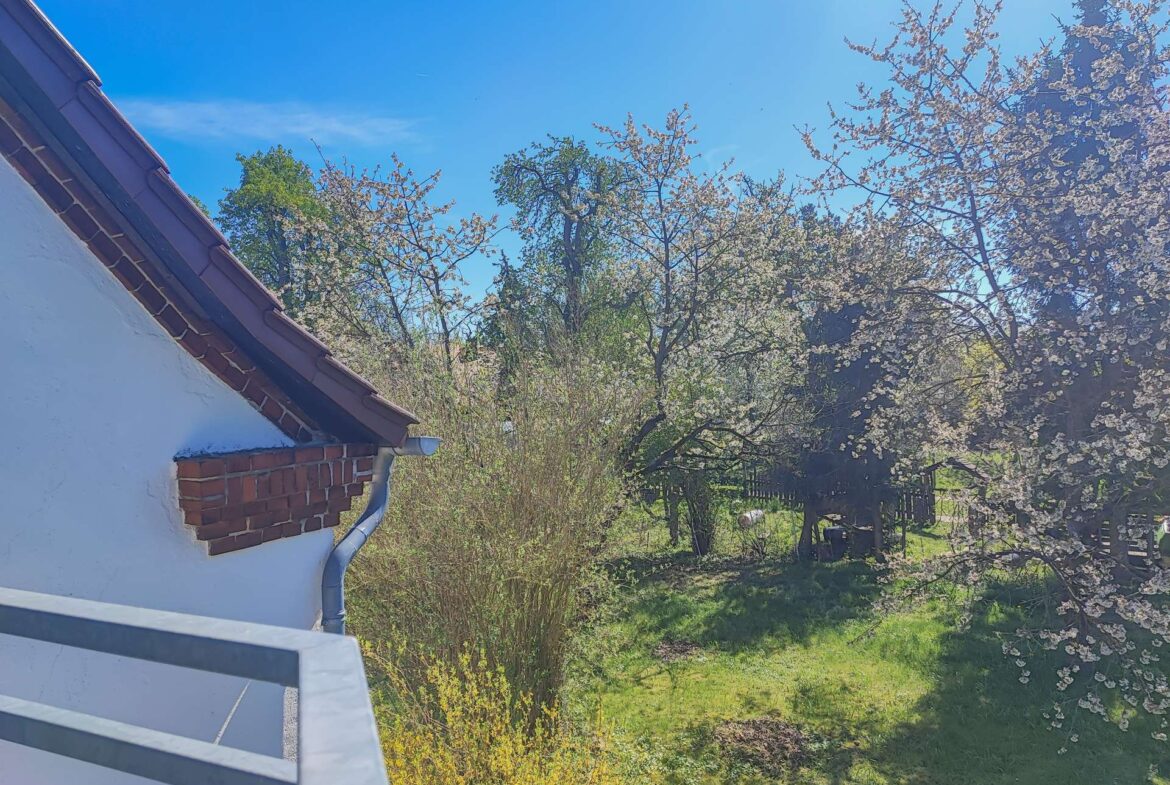 Sunny backyard scene with blooming trees and white blossoms under a blue sky; a white wall and tiled roof edge loom on the left.