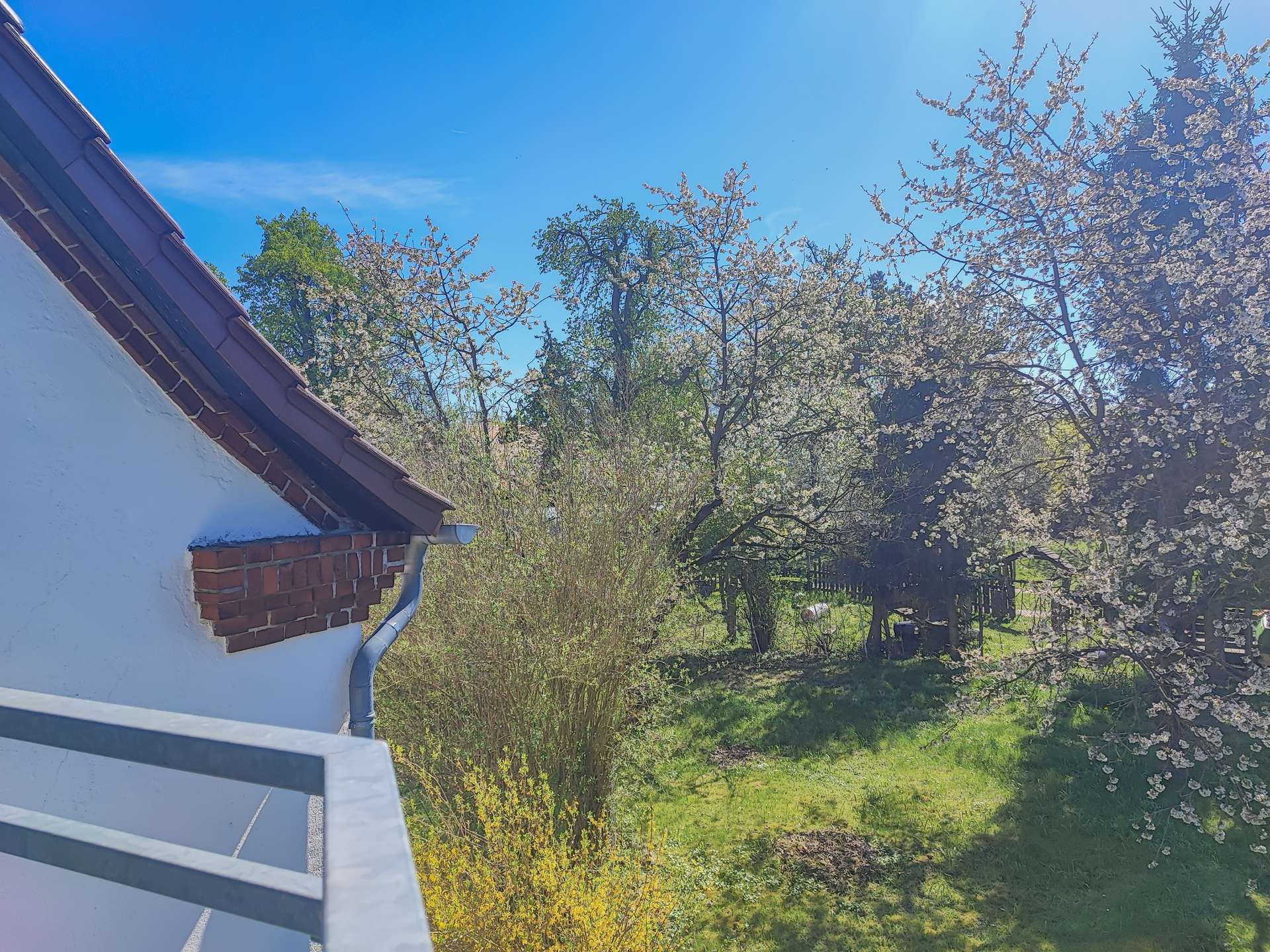 Sunny backyard scene with blooming trees and white blossoms under a blue sky; a white wall and tiled roof edge loom on the left.