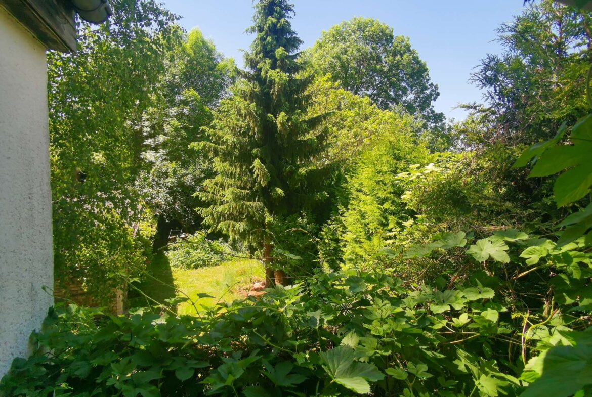 Blick ins Grüne