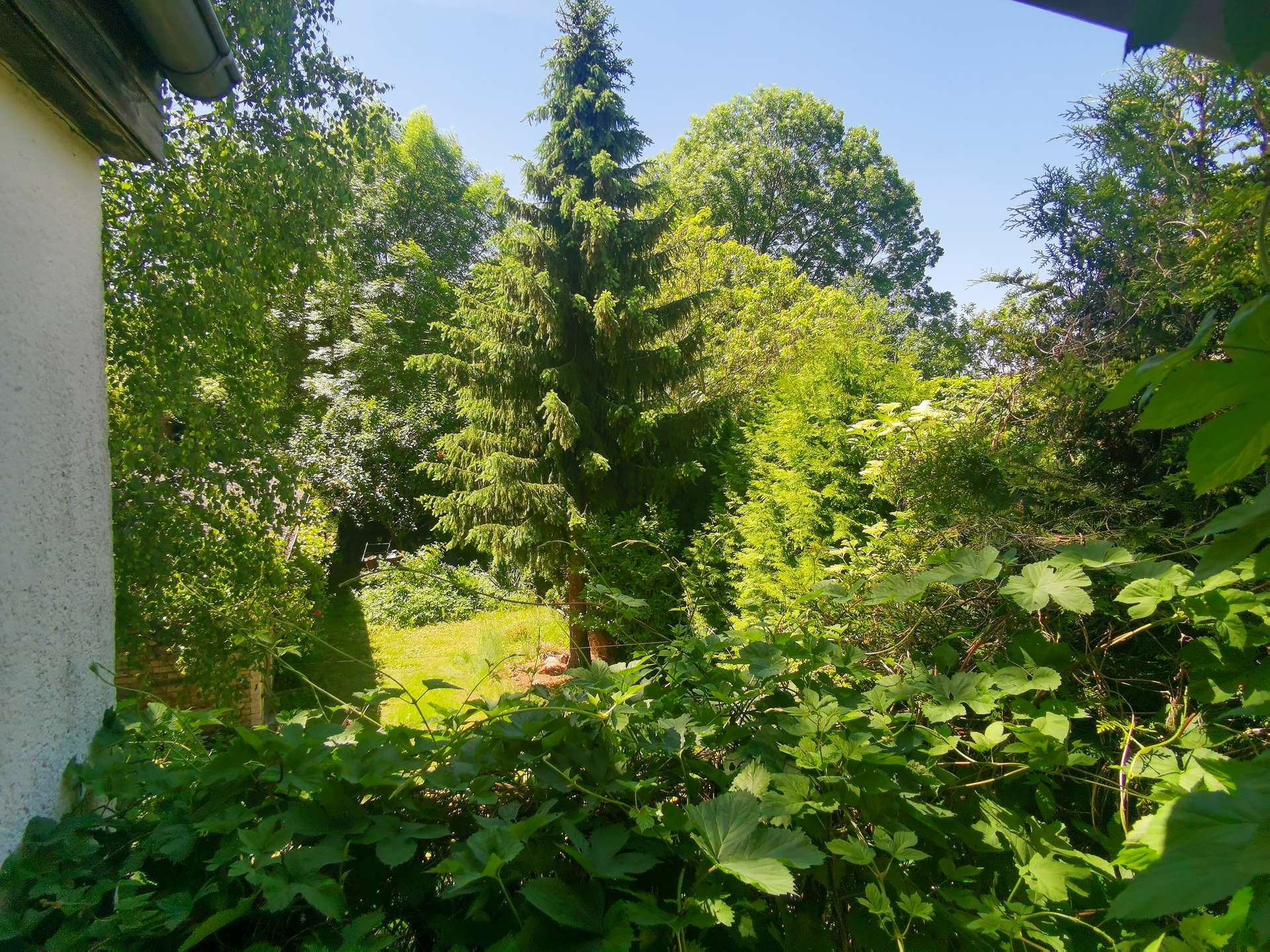 Blick ins Grüne