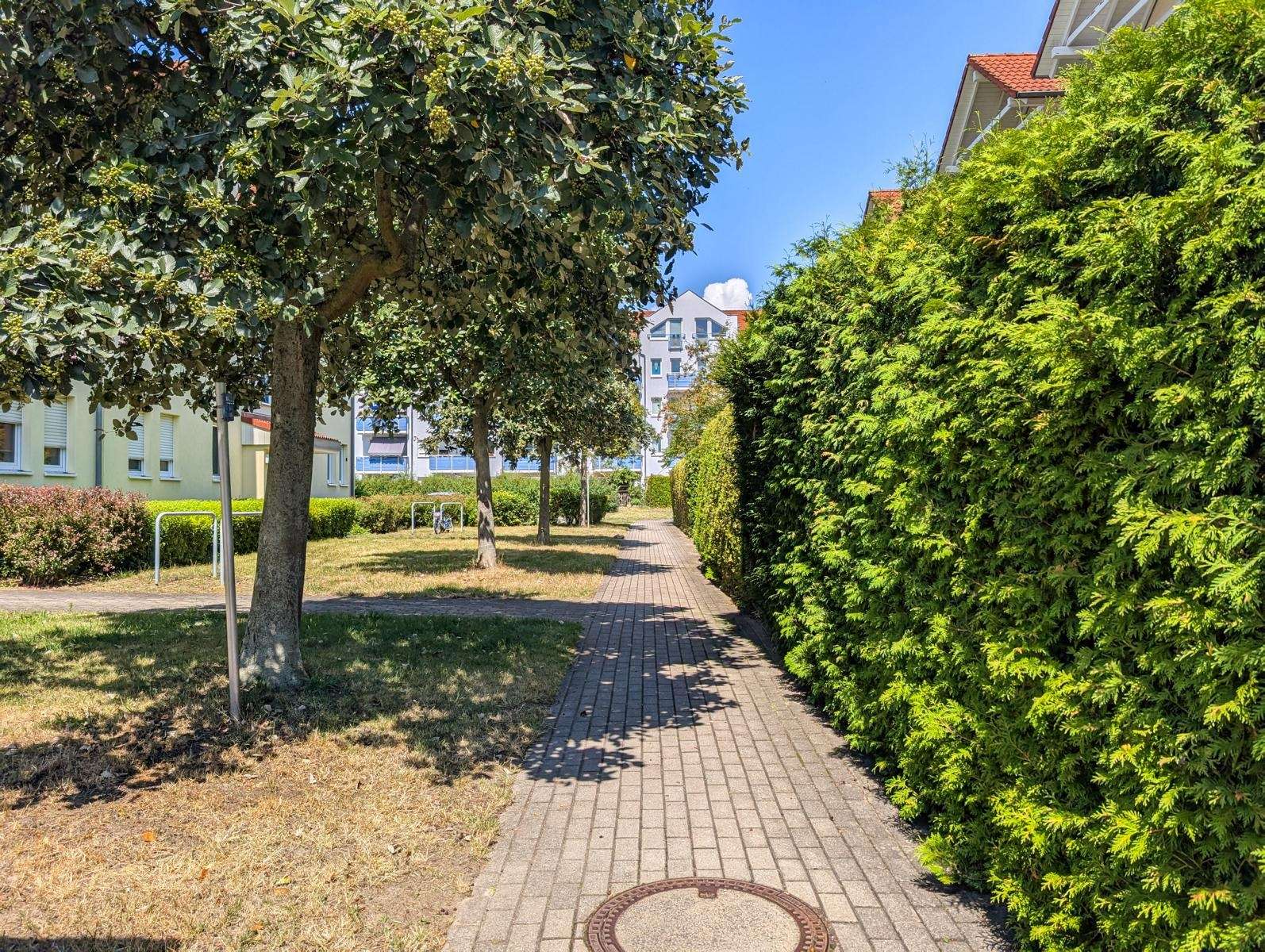 Sunlit residential path lined with trees and a tall green hedge, brick sidewalk leading to a building in the distance.