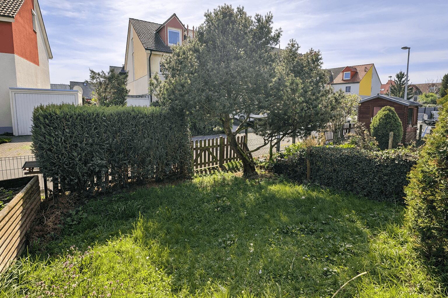 Small backyard with a tall hedge along a wooden fence, a central tree, and an overgrown lawn; houses and a shed are in the background.