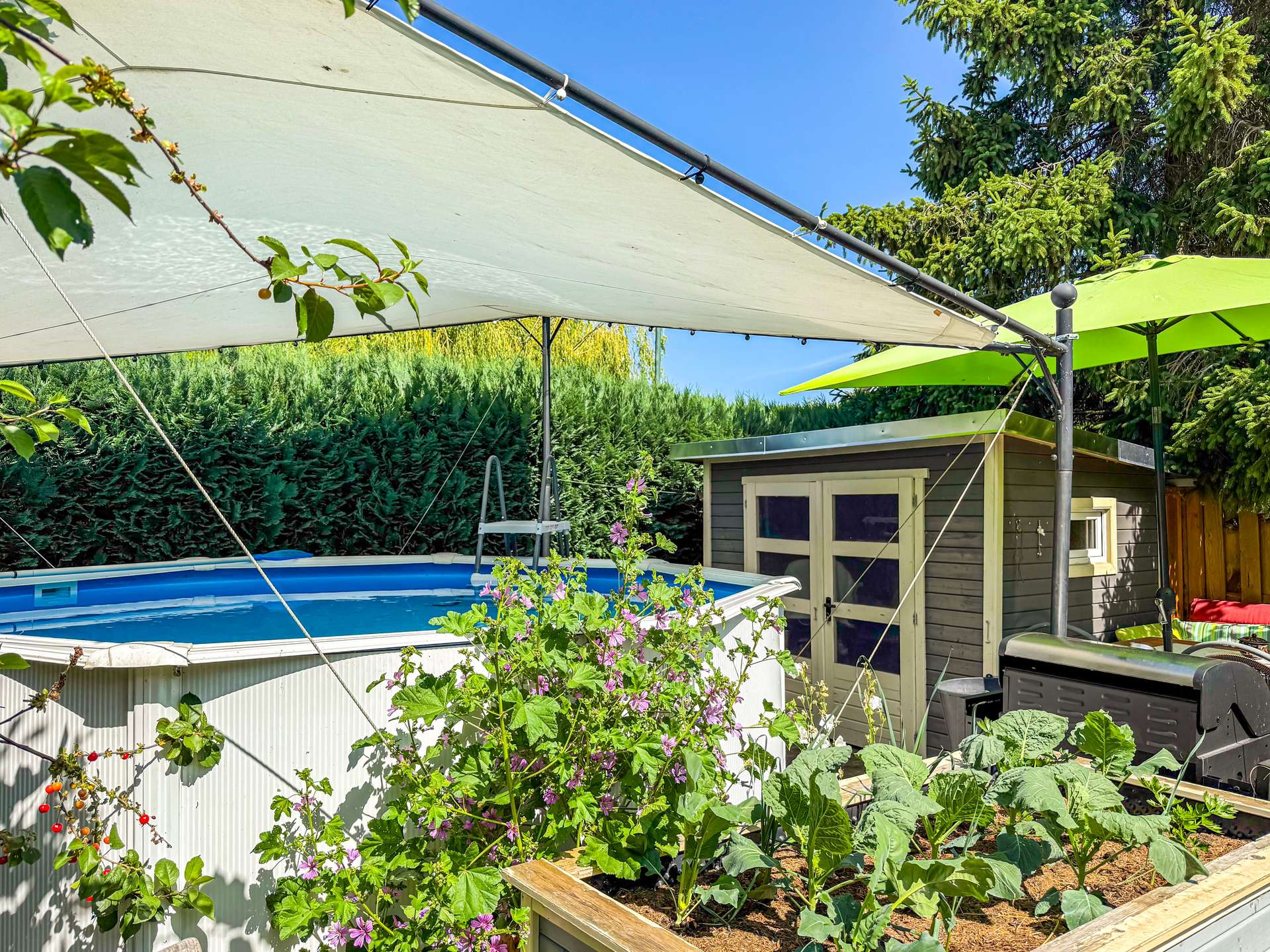 Backyard scene with a blue above-ground pool beneath a white shade sail, surrounded by plants and a small shed.