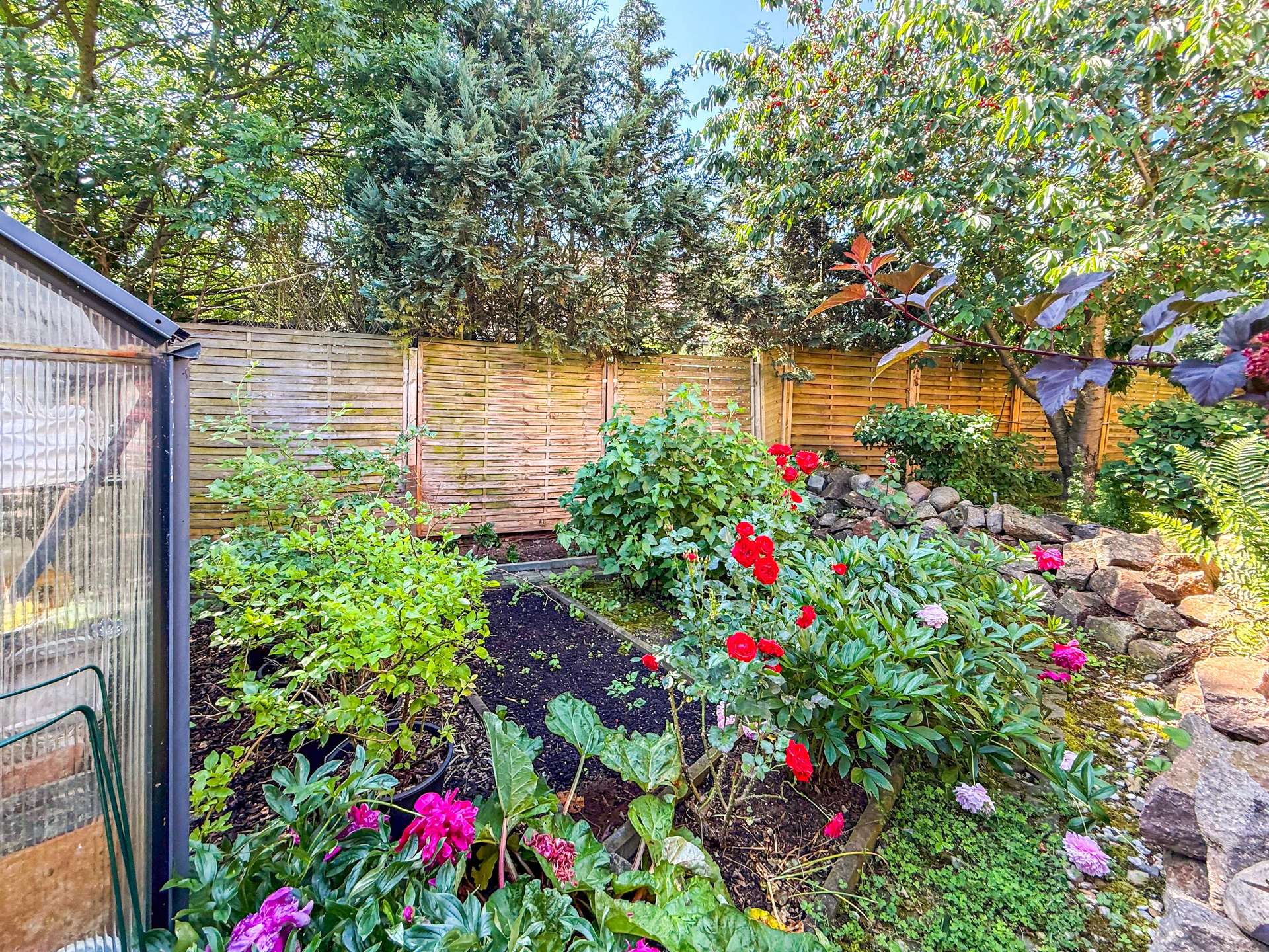 Garden with a wooden fence, colorful flowers (red roses, pink hydrangeas) and a small rock border beside a greenhouse on the left.