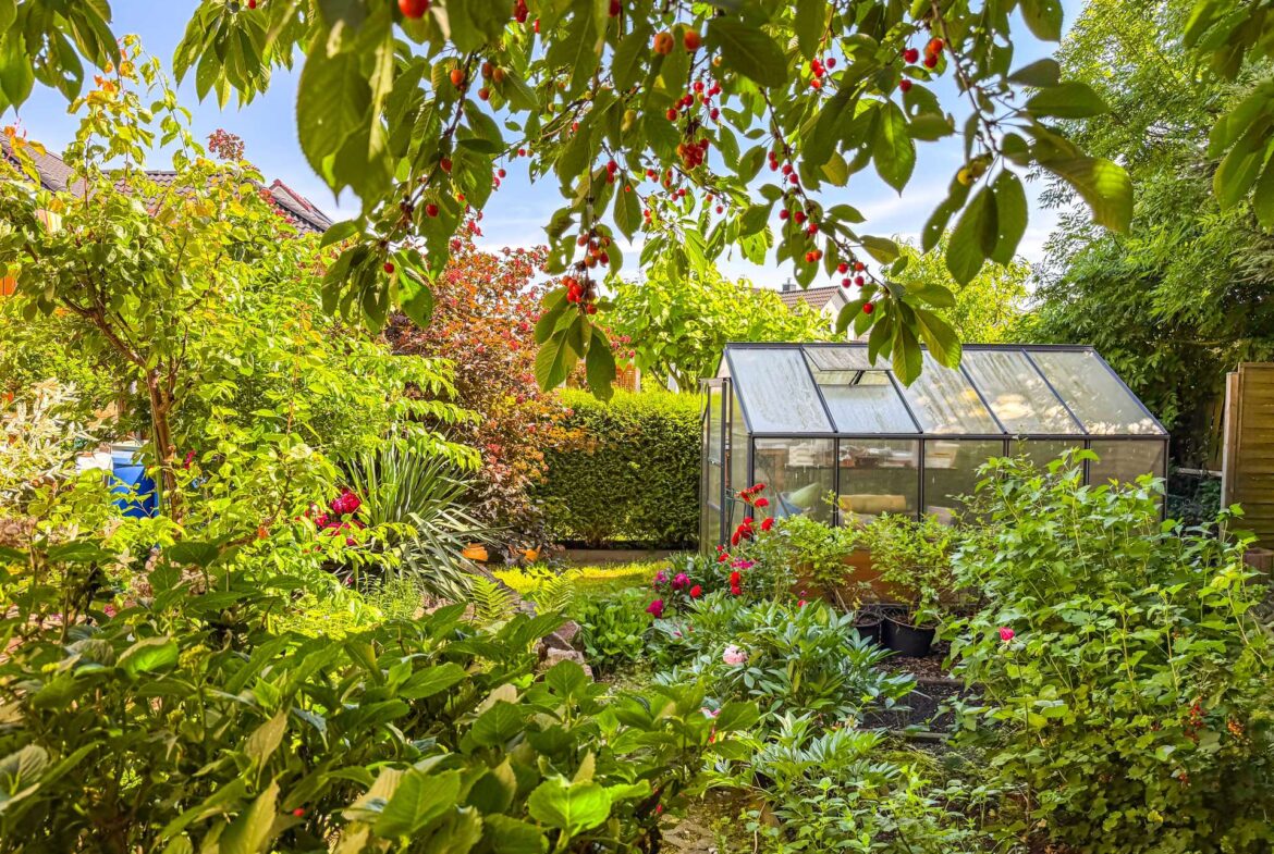 Overhead view of a sunny garden with red berries on a tree branch in the foreground and a glass greenhouse in the background.