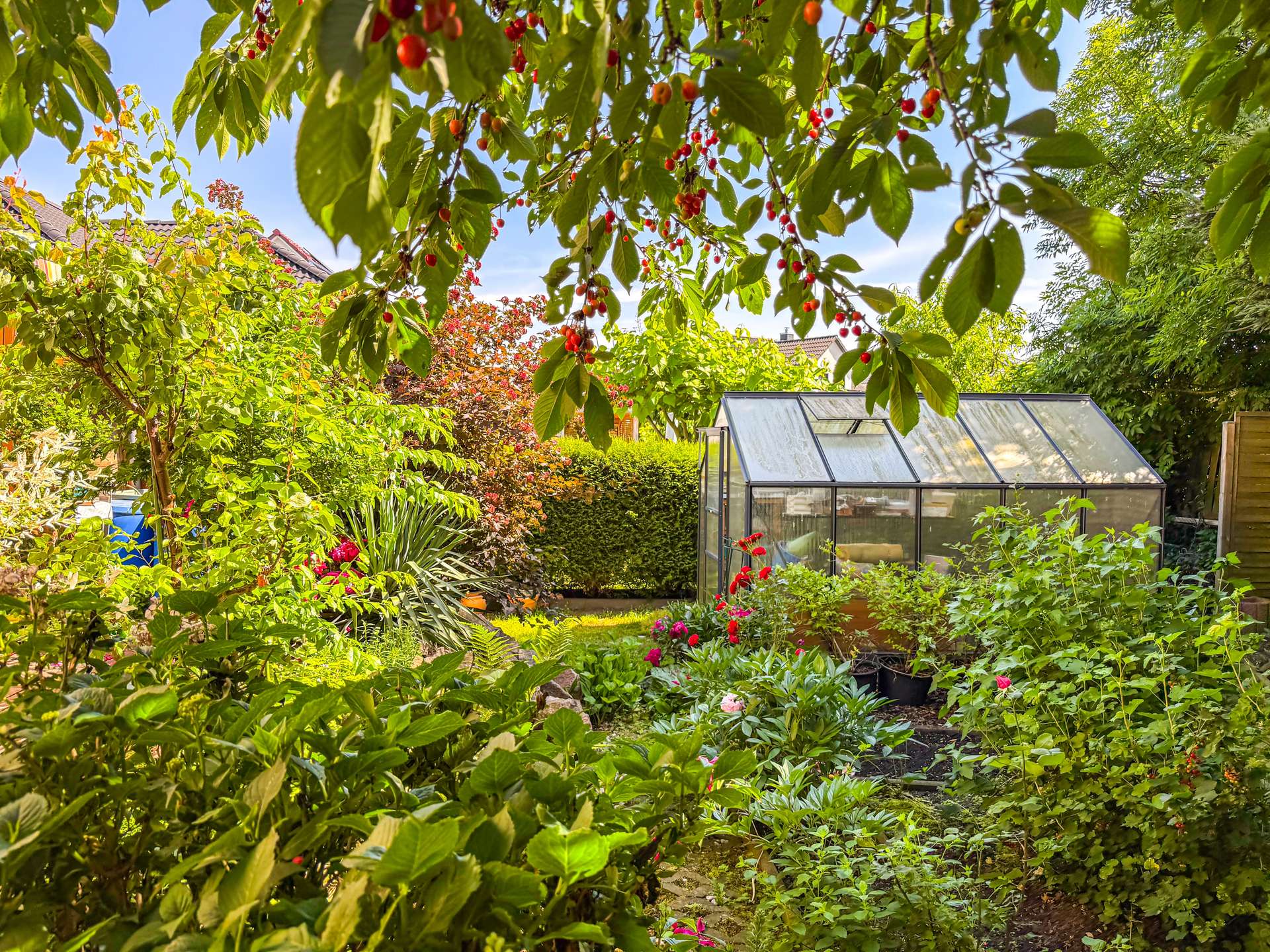 Overhead view of a sunny garden with red berries on a tree branch in the foreground and a glass greenhouse in the background.