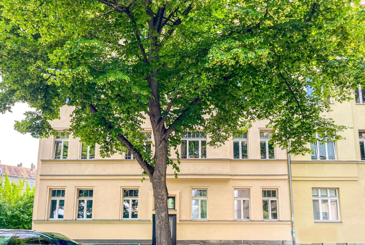 Tree with dense green foliage in front of a beige multi-story building, car parked along curb.