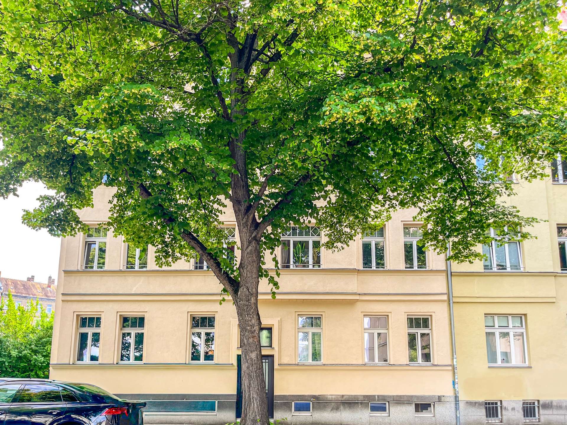 Tree with dense green foliage in front of a beige multi-story building, car parked along curb.