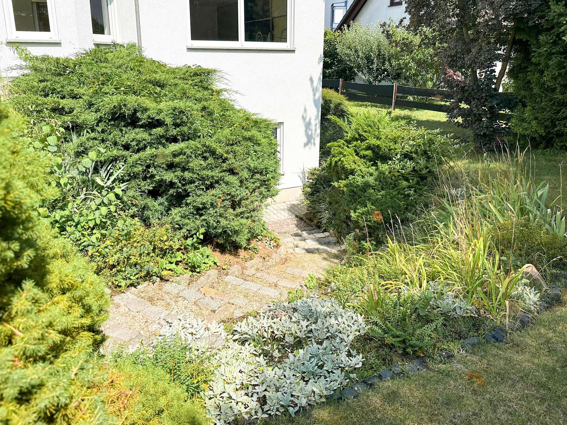 Garden path beside a white house, bordered by dense evergreen shrubs and ornamental grasses.
