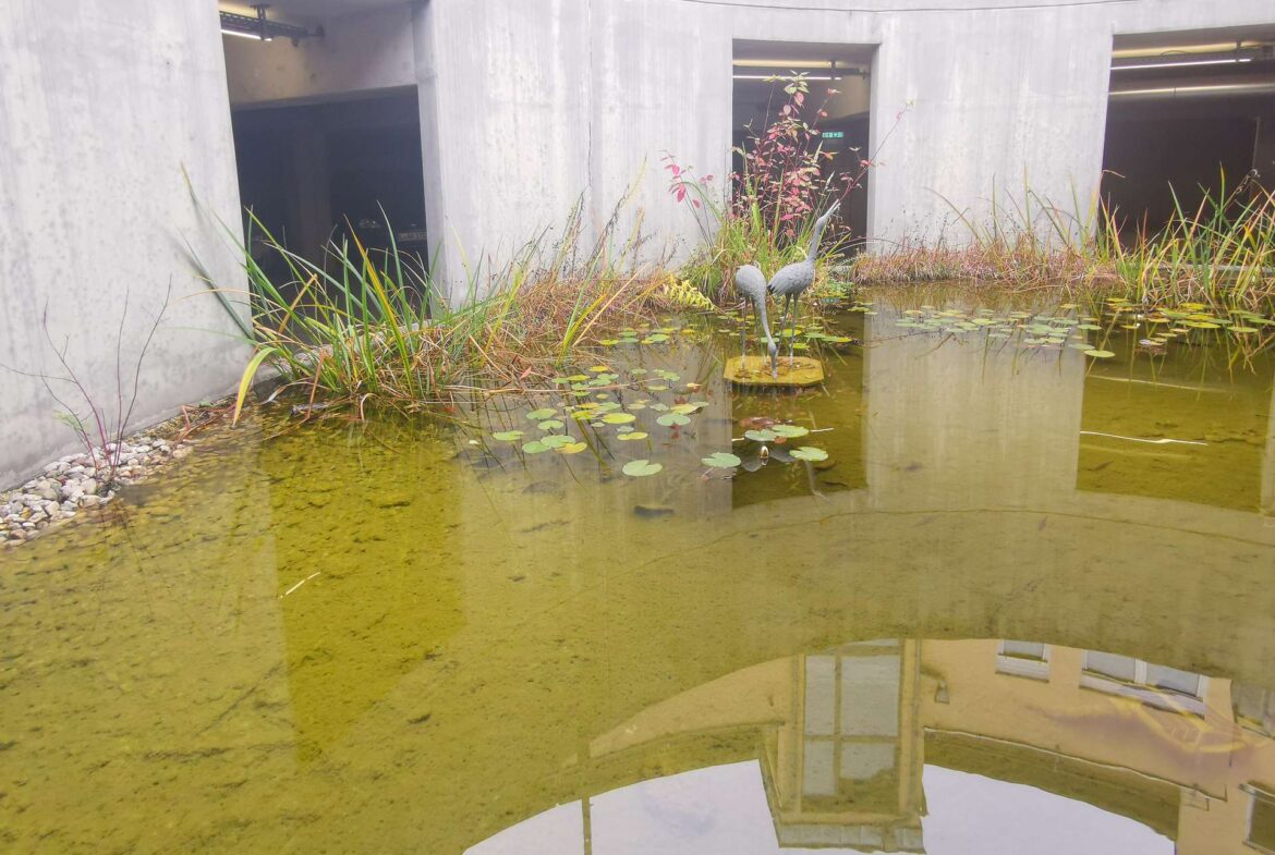 Two blue-gray heron statues standing in a shallow pond with lily pads in a modern concrete courtyard.